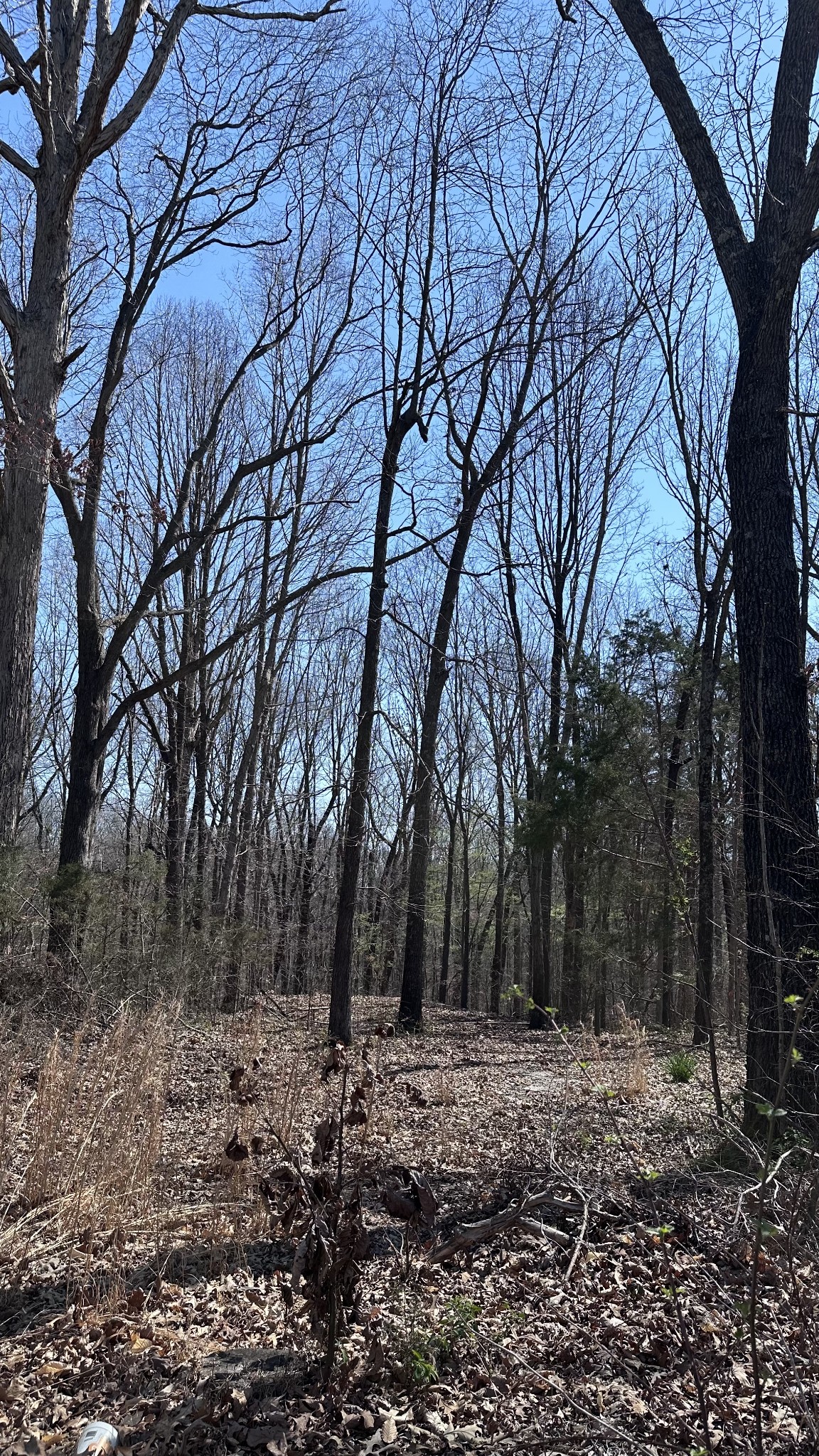 0 Campbell Road Cross Plains, TN 37049 - Photo 10 of 19