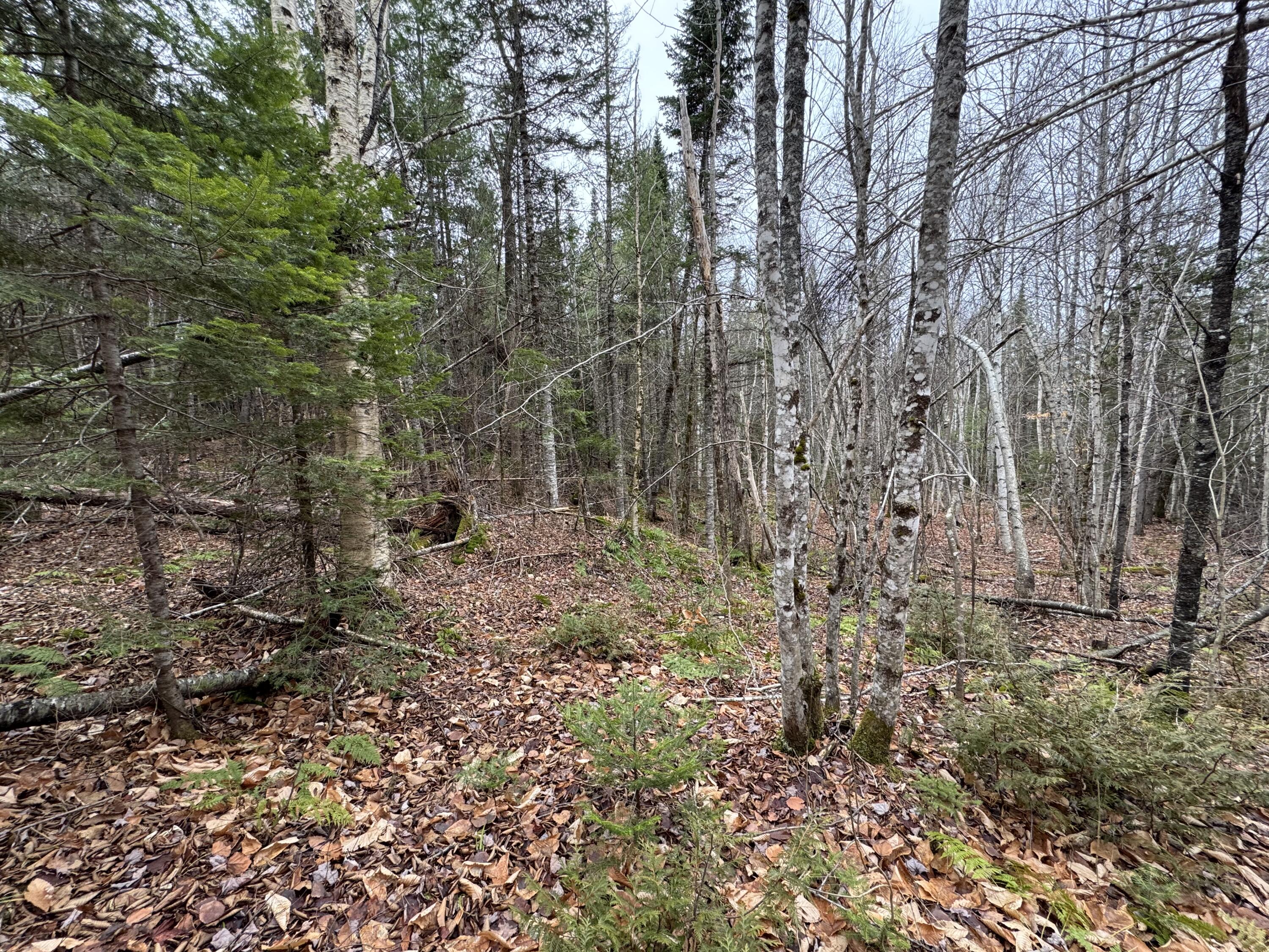 Lot 3 Freedom Way Springfield, ME 04487 - Photo 15 of 18 IMG_2215