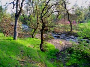 19476 Palermo Court Redding, CA 96003 - Photo 8 of 18 Year round stream