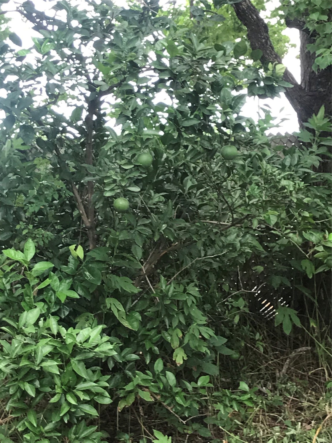 926 West Cedar Bayou Lynchburg Road Baytown, TX 77521 - Photo 10 of 10 a view of a lush green forest
