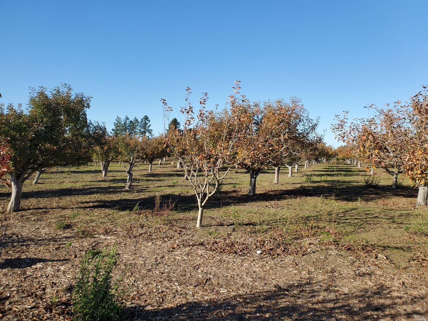 190 Wilson Road Sebastopol, CA 95472 - Photo 1 of 1 a view of a lake with houses