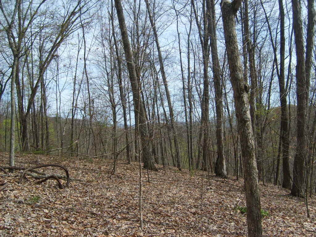 Buckeye Road Renick, WV 24966 - Photo 9 of 16 Gallery Image 9