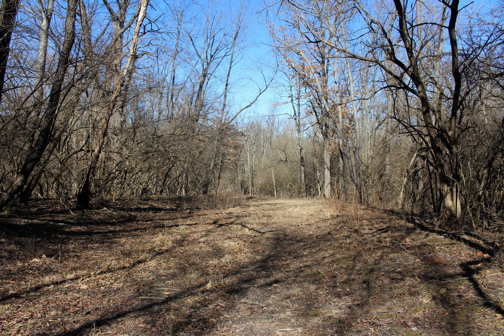 5751 White Pigeon Road Weldon, IL 61882 - Photo 18 of 29 a view of a yard with trees