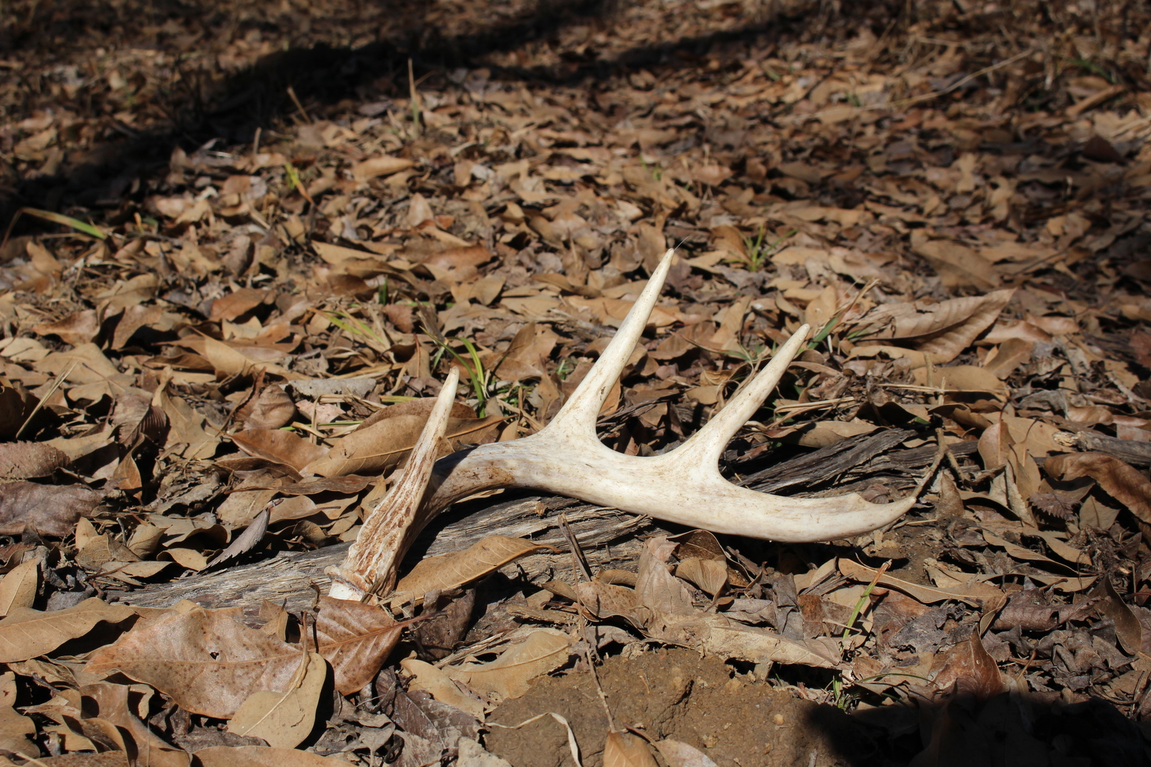 5751 White Pigeon Road Weldon, IL 61882 - Photo 21 of 29