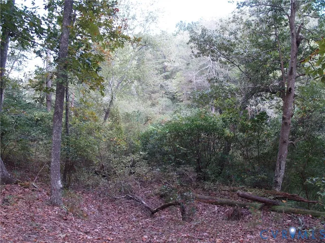 a view of a forest with trees in the background
