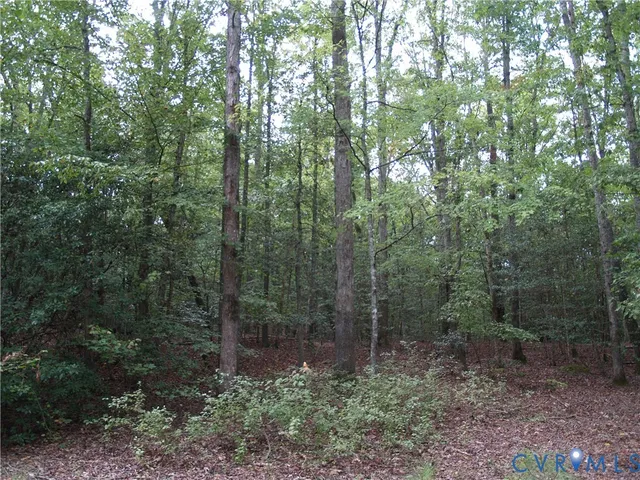 a view of a forest that has large trees
