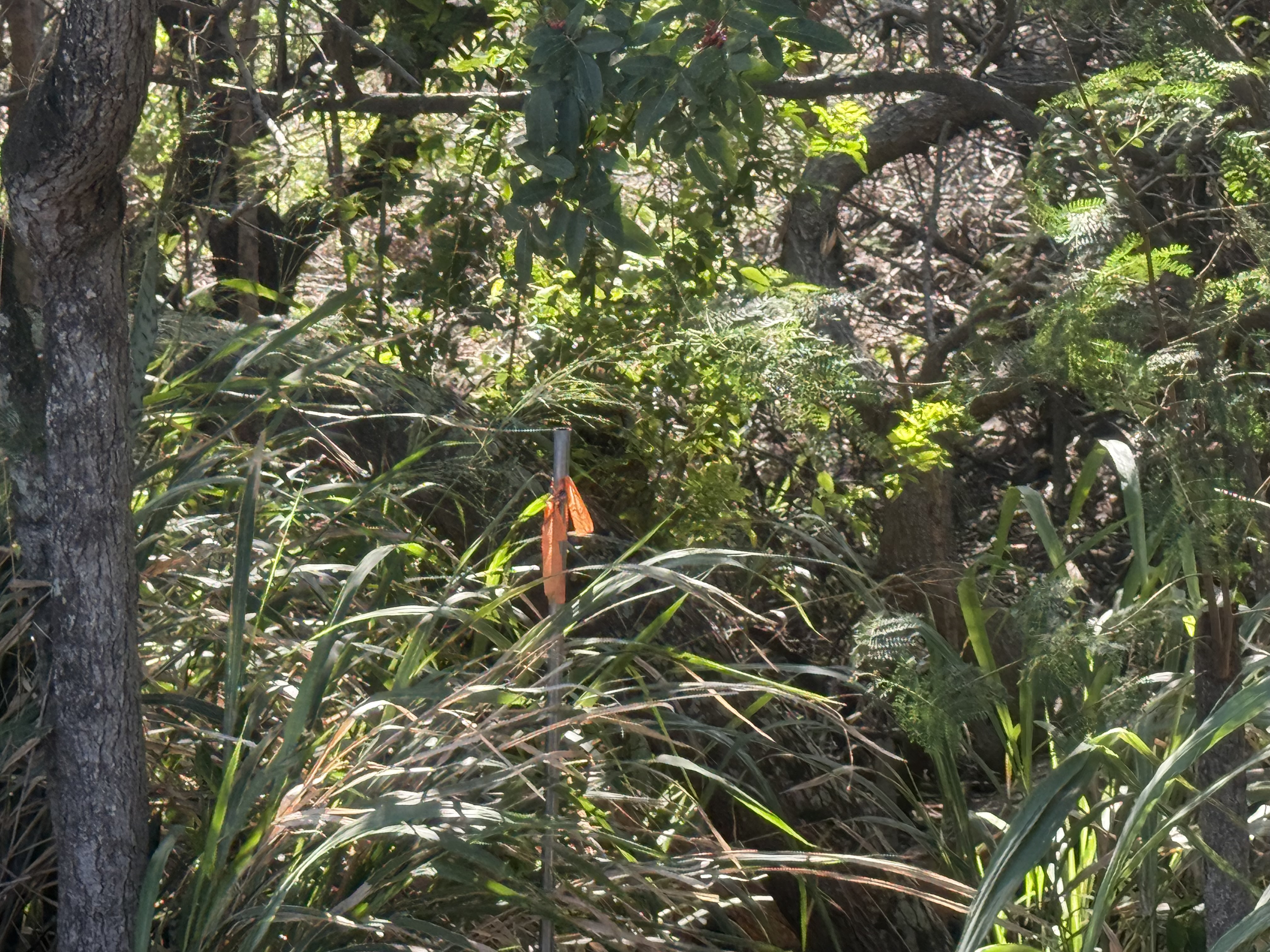 4 Pua Street Naalehu, HI 96772 - Photo 3 of 10