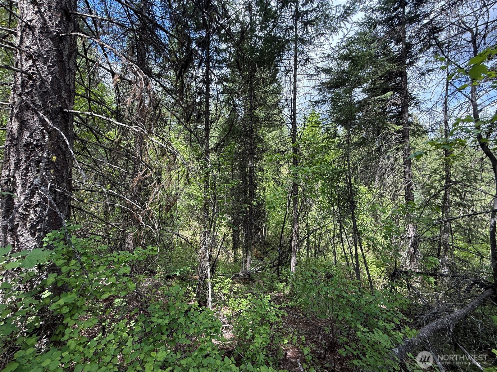 0 Knob Hl Road East Republic, WA 99166 - Photo 8 of 31 a view of a forest with lots of trees