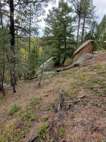 a view of a forest with a tree