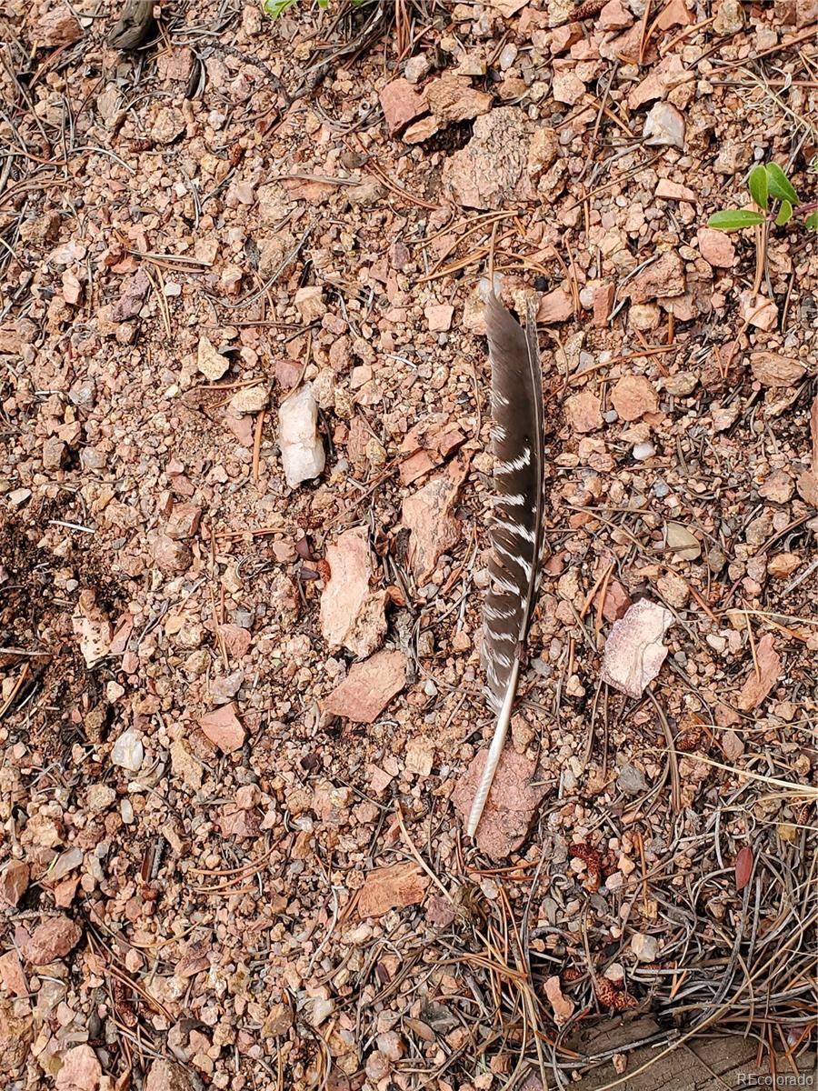 0 Rampart Range Road Sedalia, CO 80135 - Photo 4 of 8 a close up of a plant