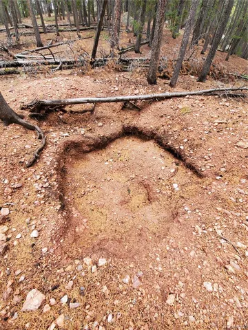 a view of dirt yard with a large tree