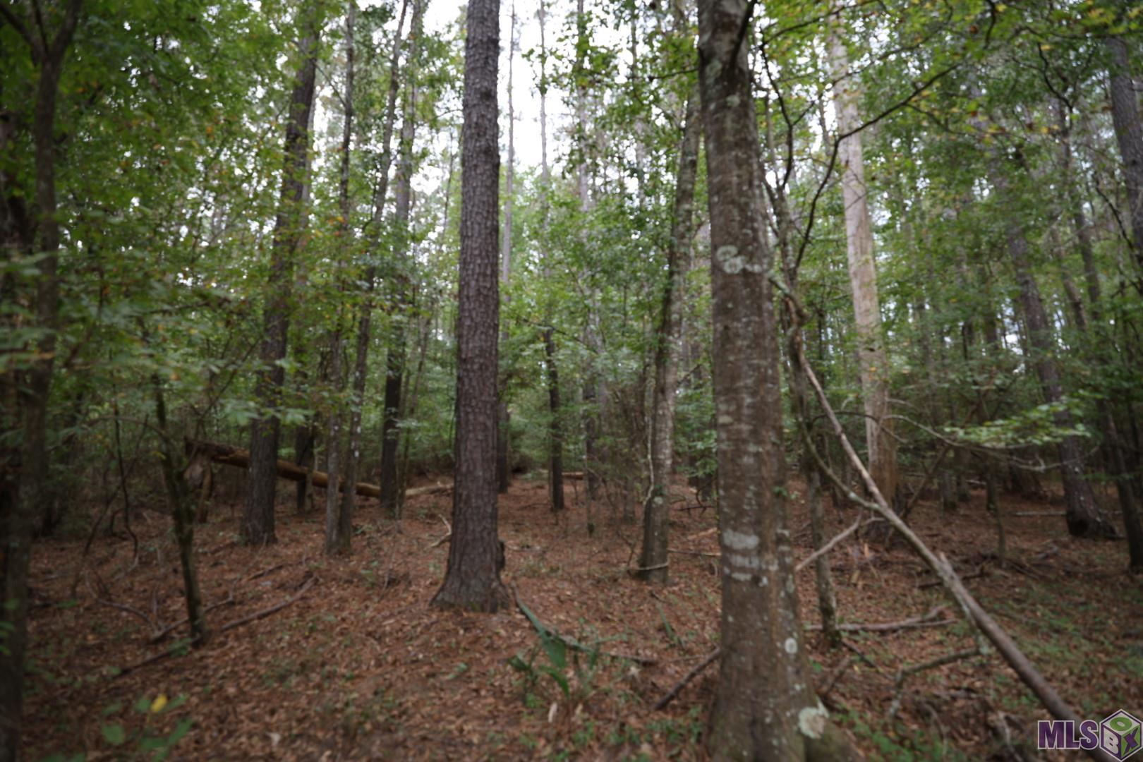 211 Fred Rogers Road Montgomery, LA 71454 - Photo 6 of 13