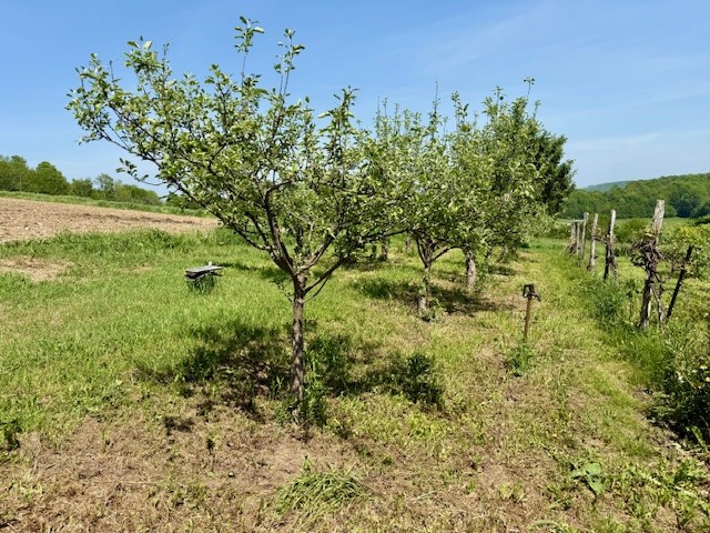 251 Pearsall Road Westford, NY 12155 - Photo 47 of 49