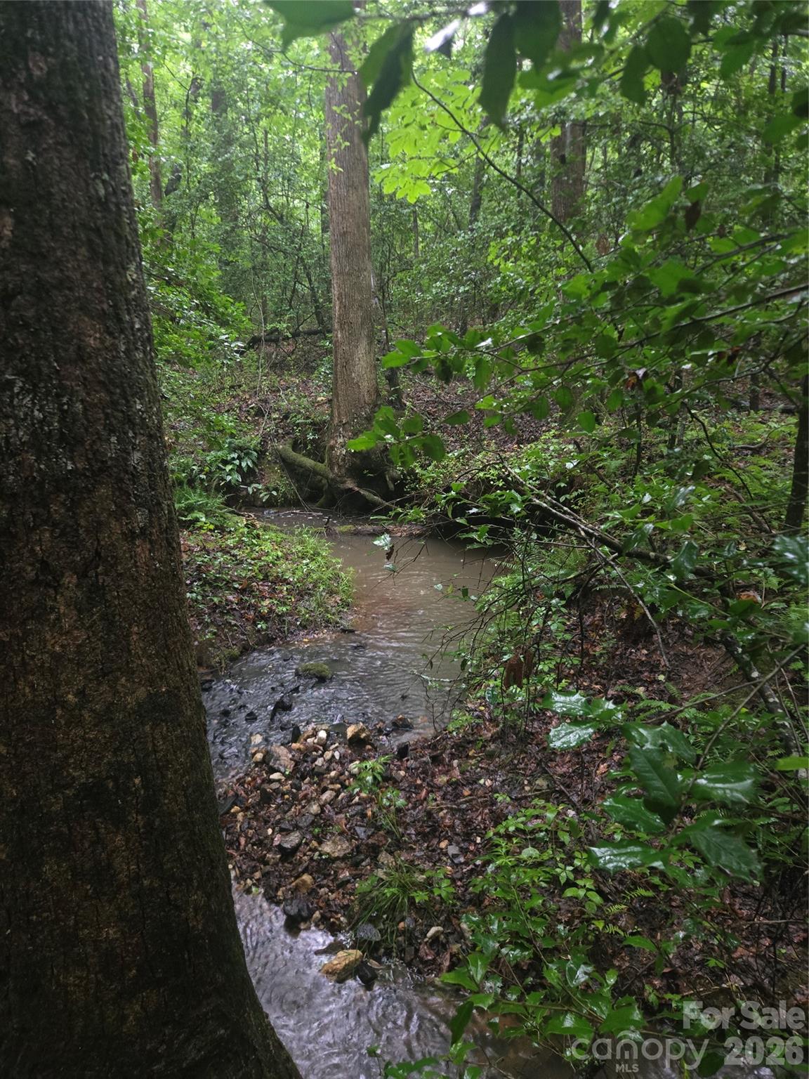 0 Mooresboro Road Mooresboro, NC 28114 - Photo 7 of 17 a view of a forest with trees
