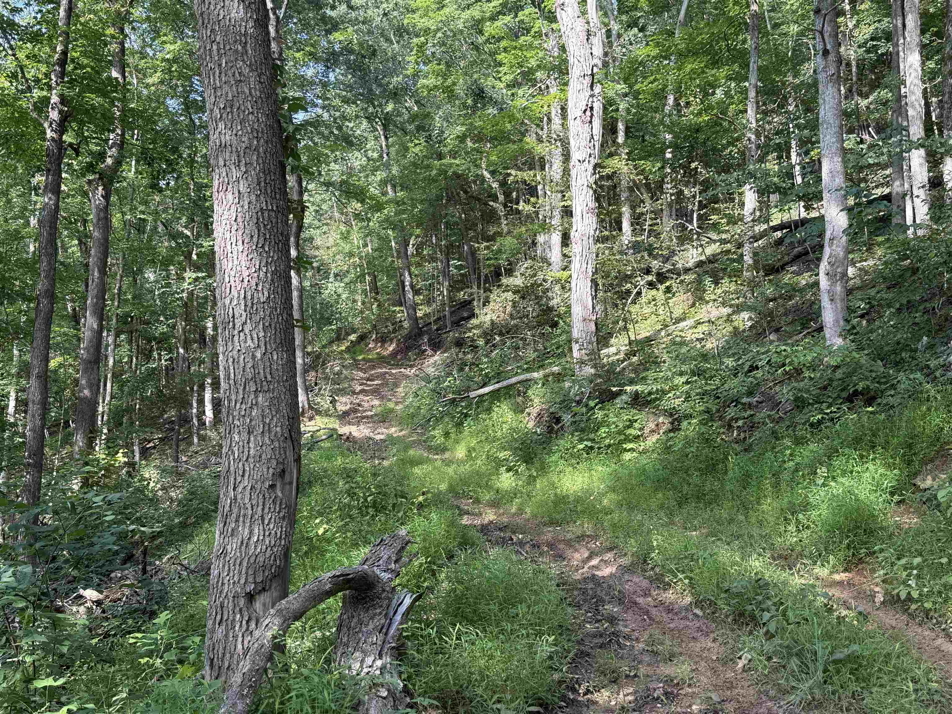 198-acres Runions Creek Road Broadway, VA 22815 - Photo 11 of 60 a view of forest