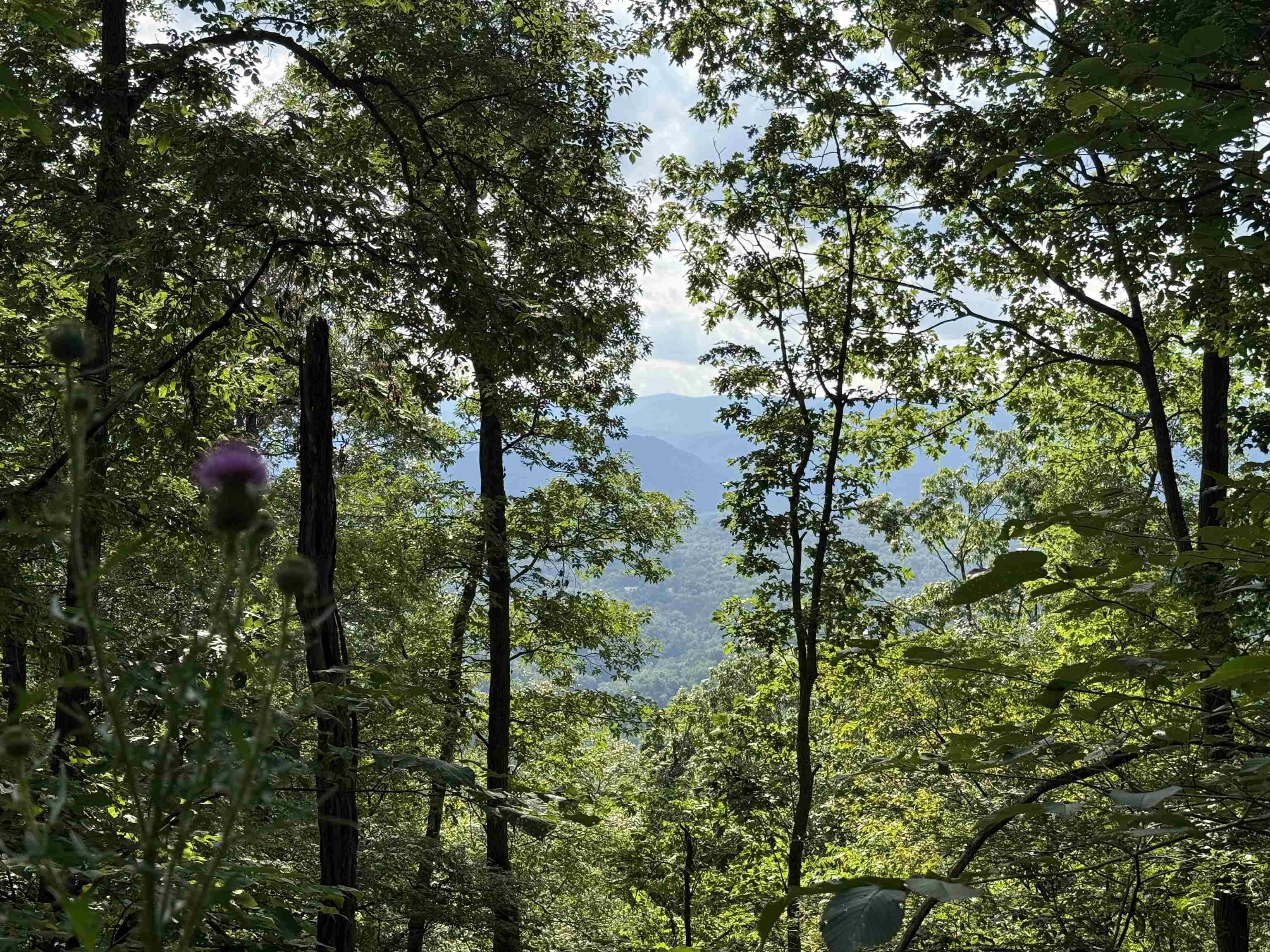 198-acres Runions Creek Road Broadway, VA 22815 - Photo 15 of 60