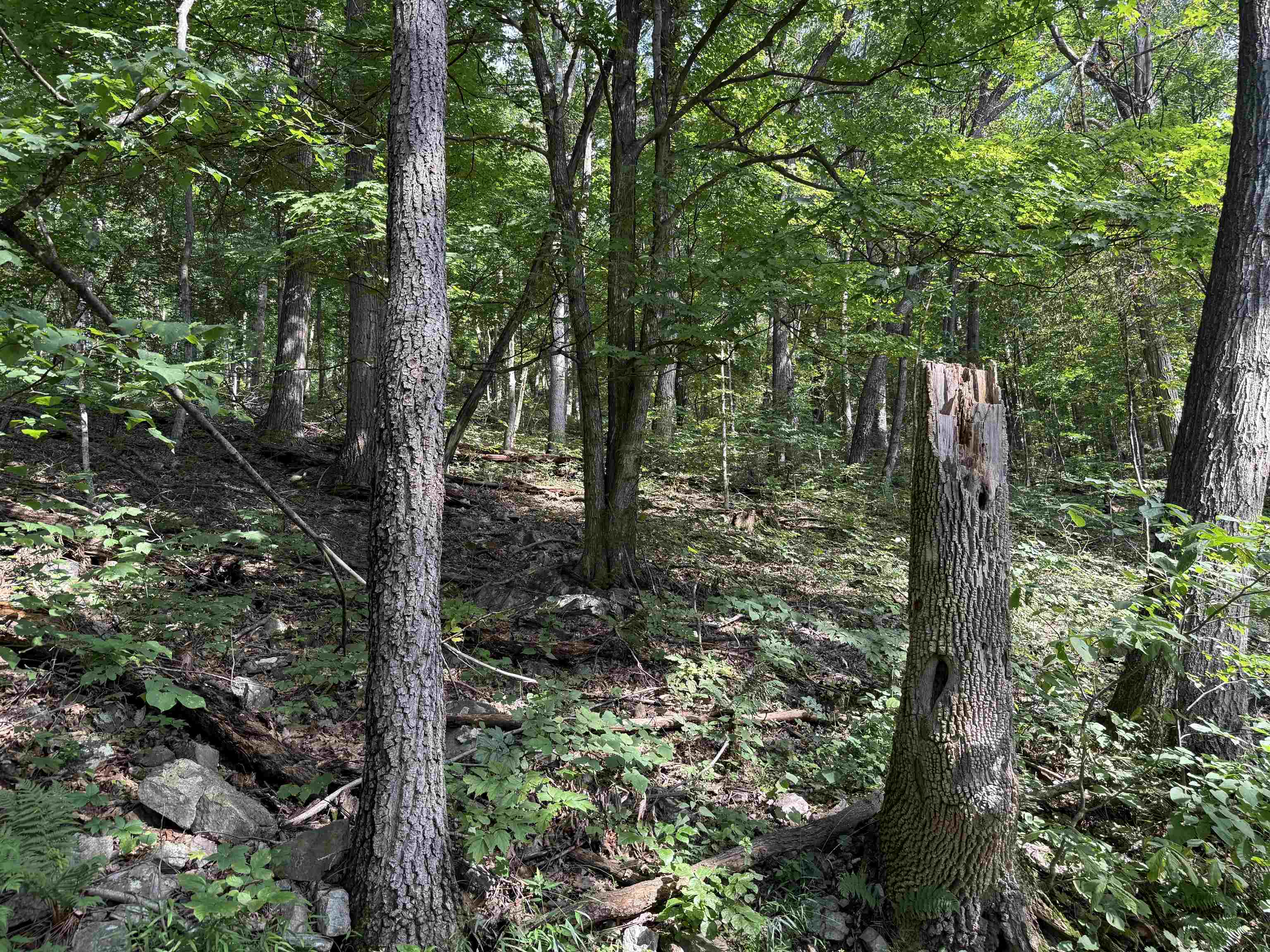 198-acres Runions Creek Road Broadway, VA 22815 - Photo 16 of 60 a view of forest