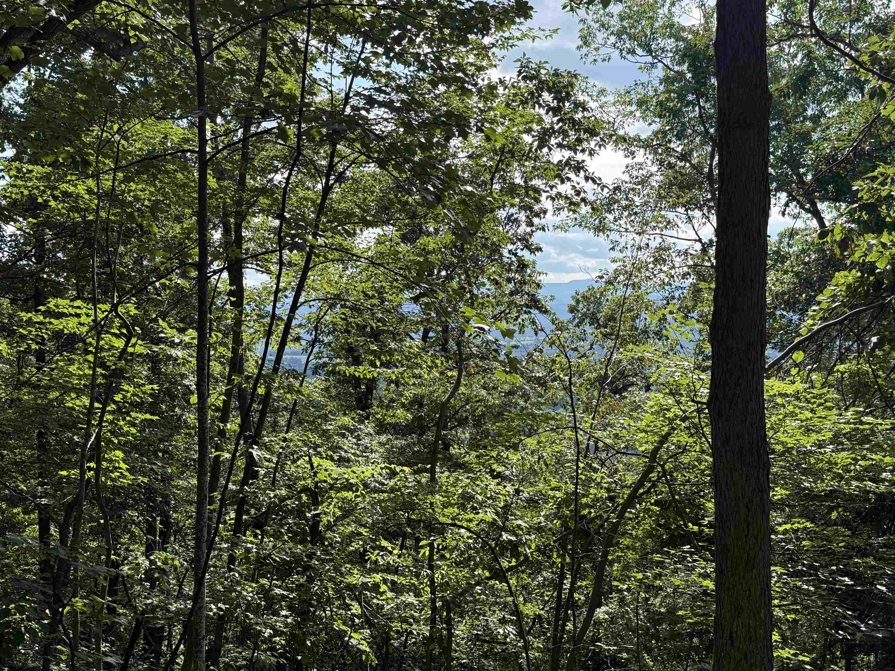 198-acres Runions Creek Road Broadway, VA 22815 - Photo 17 of 60 a view of a tree