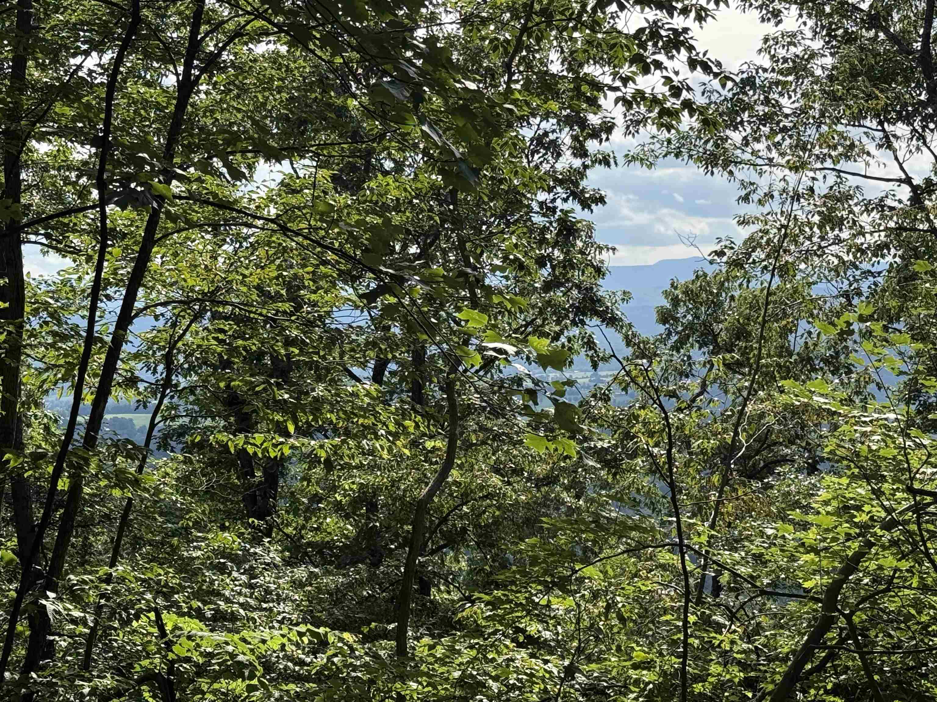 198-acres Runions Creek Road Broadway, VA 22815 - Photo 18 of 60 a view of a lake from a tree