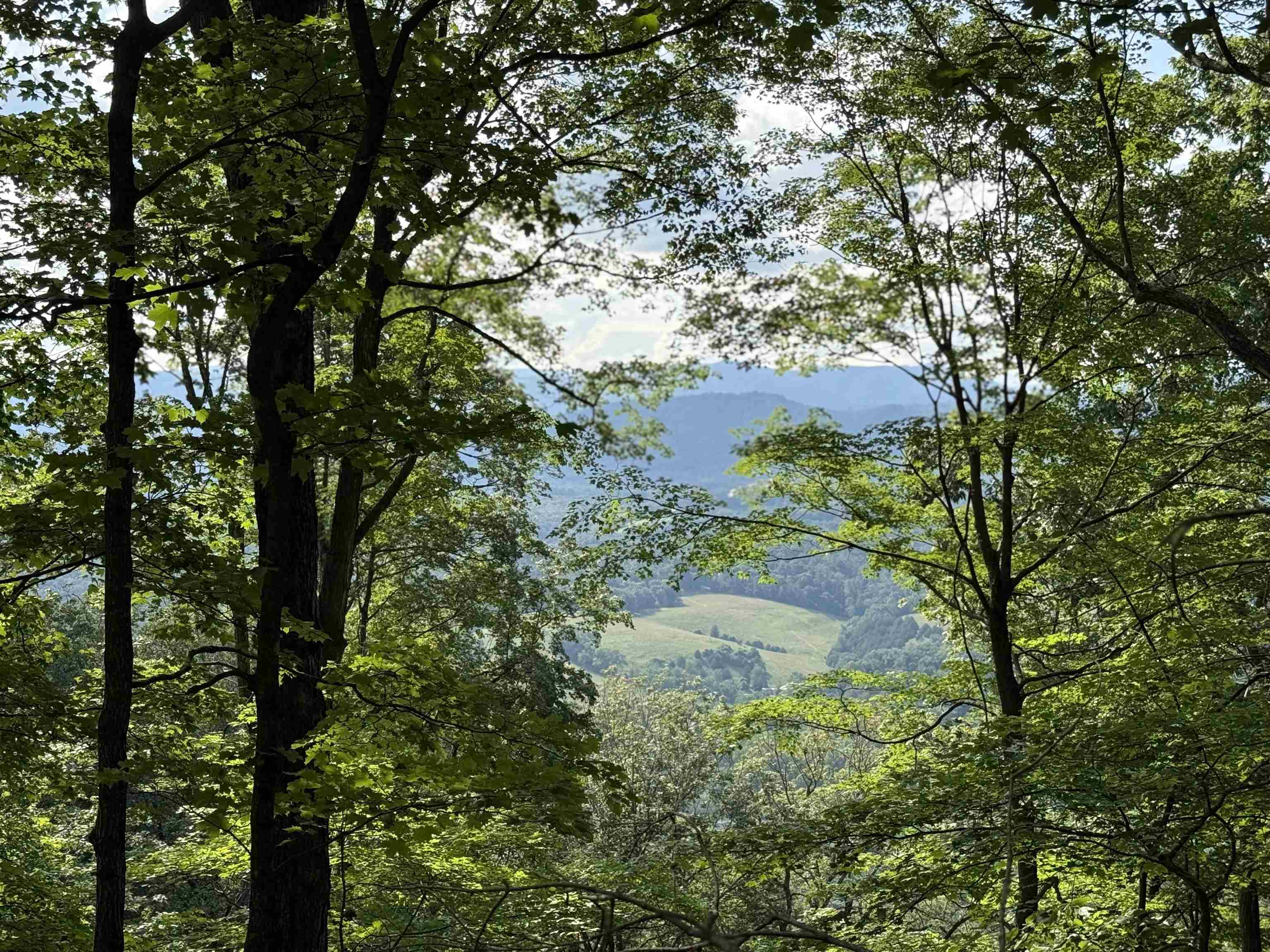 198-acres Runions Creek Road Broadway, VA 22815 - Photo 2 of 60 a view of a tree with a yard