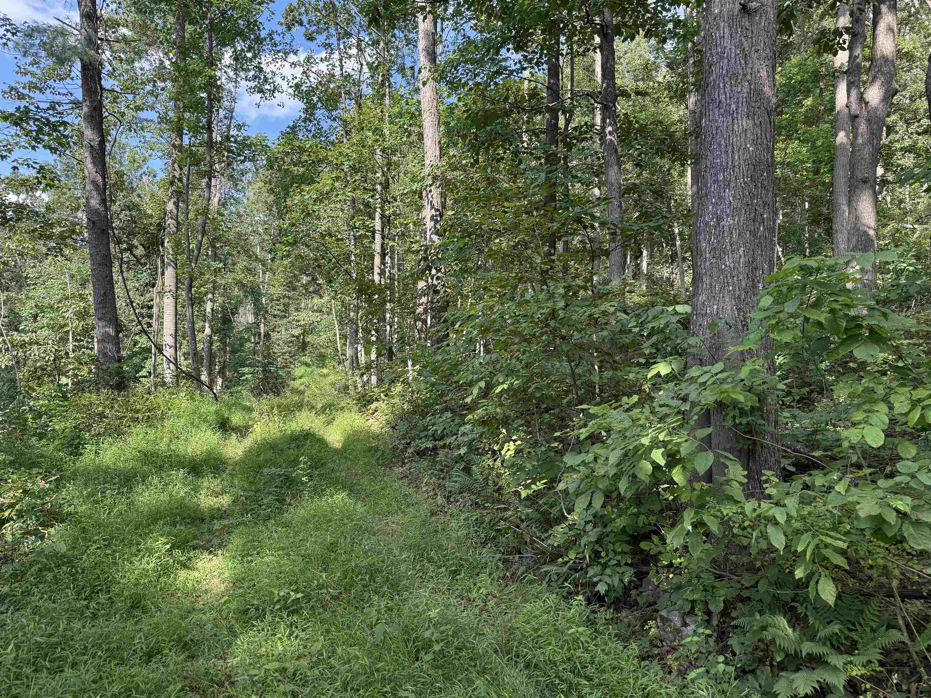 198-acres Runions Creek Road Broadway, VA 22815 - Photo 25 of 60 a view of a lush green forest