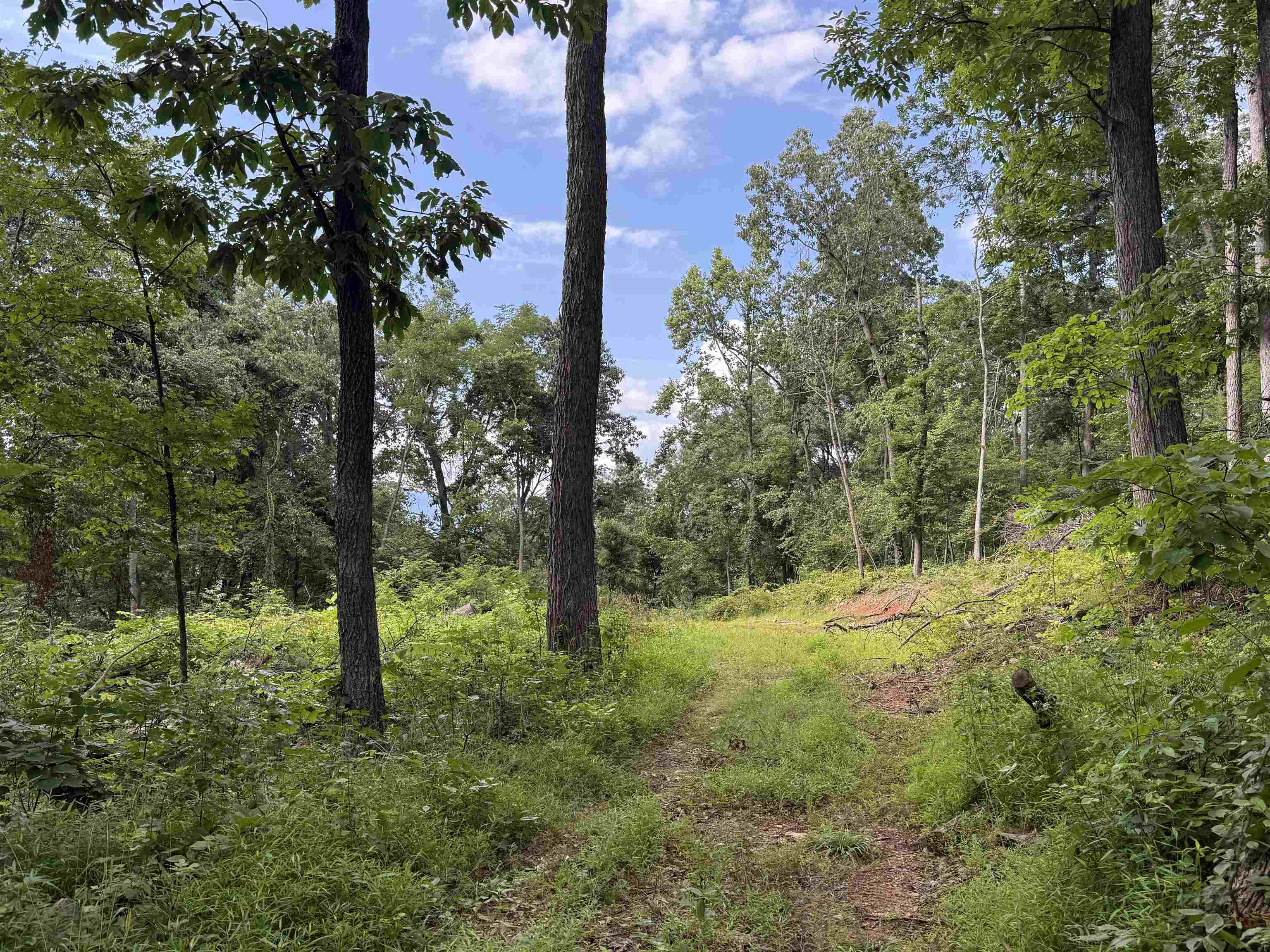 198-acres Runions Creek Road Broadway, VA 22815 - Photo 26 of 60 a view of a yard with large trees