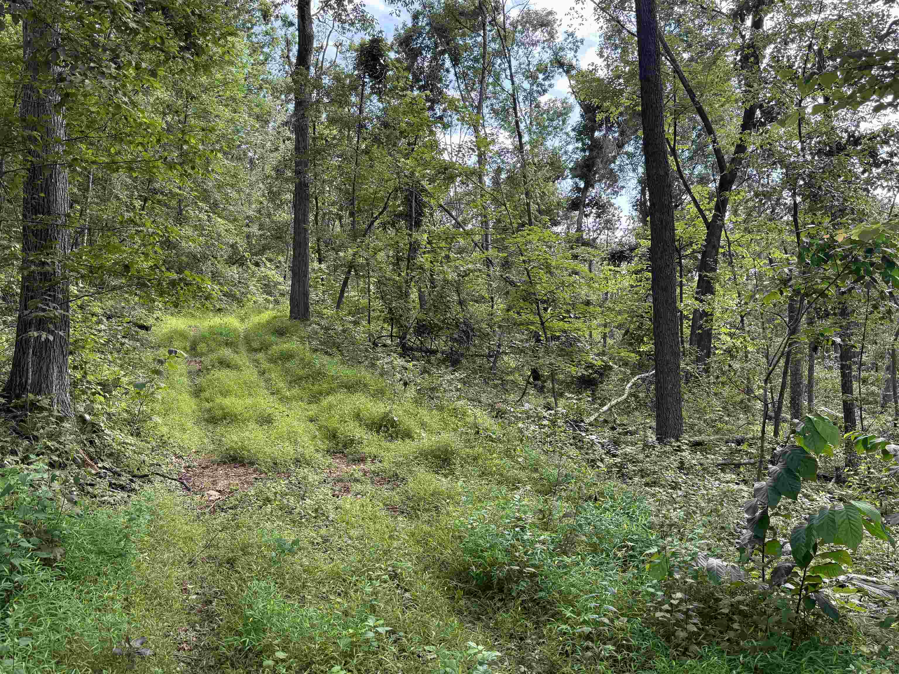 198-acres Runions Creek Road Broadway, VA 22815 - Photo 27 of 60 a view of a forest with trees