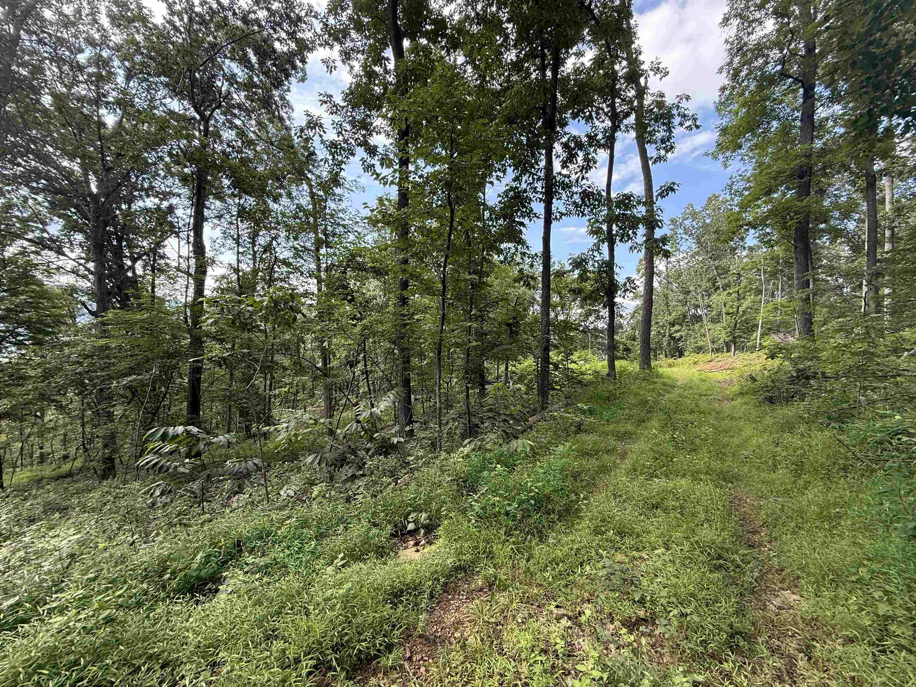198-acres Runions Creek Road Broadway, VA 22815 - Photo 28 of 60 a view of outdoor space and trees all around
