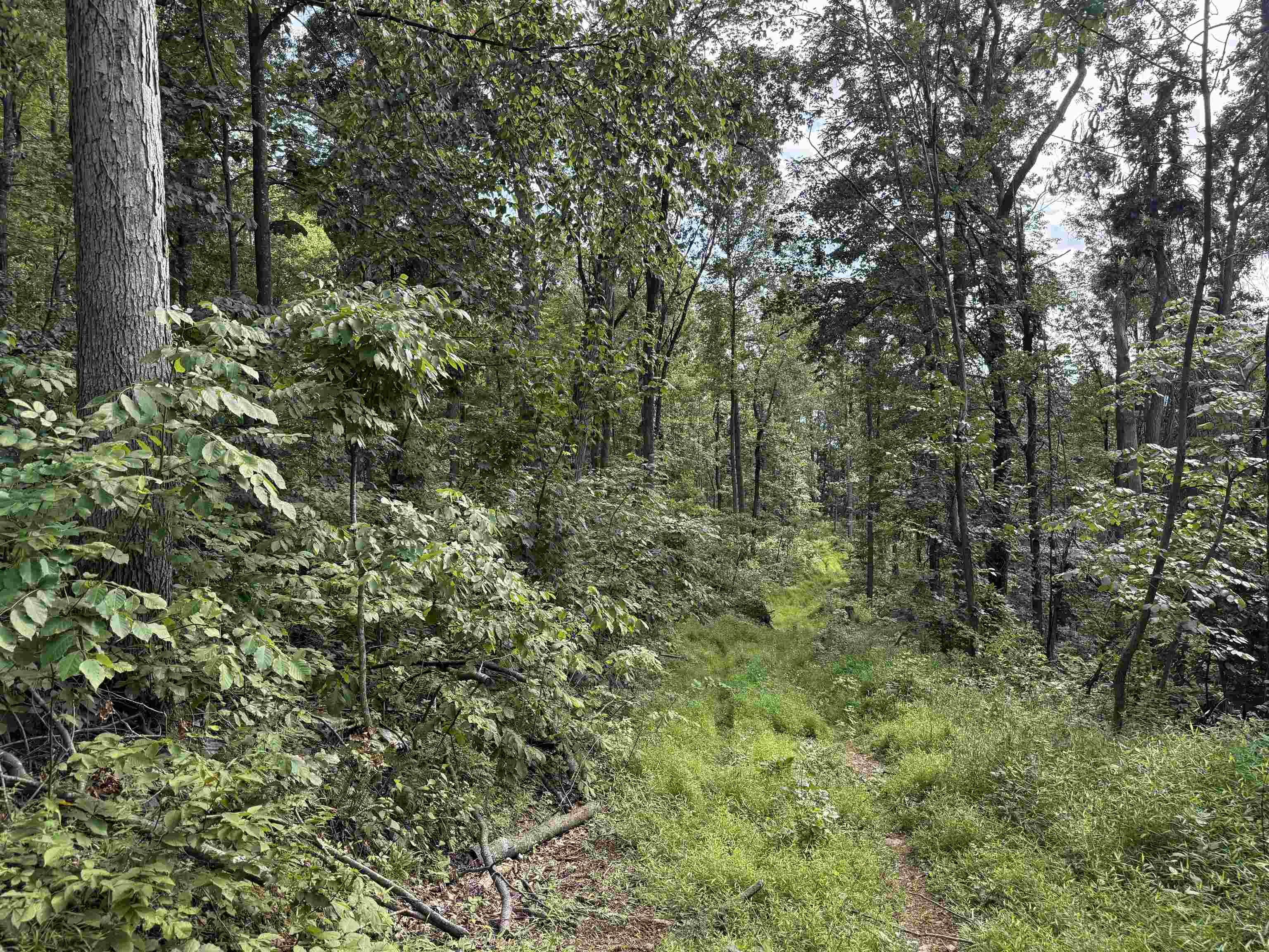198-acres Runions Creek Road Broadway, VA 22815 - Photo 29 of 60 a view of a lush green forest
