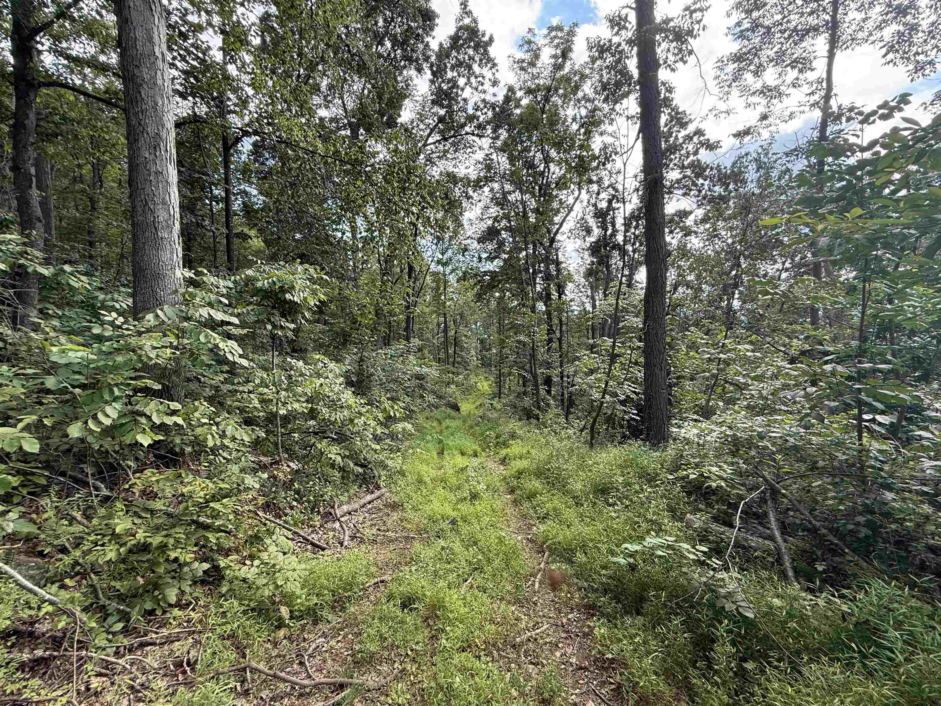 198-acres Runions Creek Road Broadway, VA 22815 - Photo 30 of 60 a view of a forest with a tree