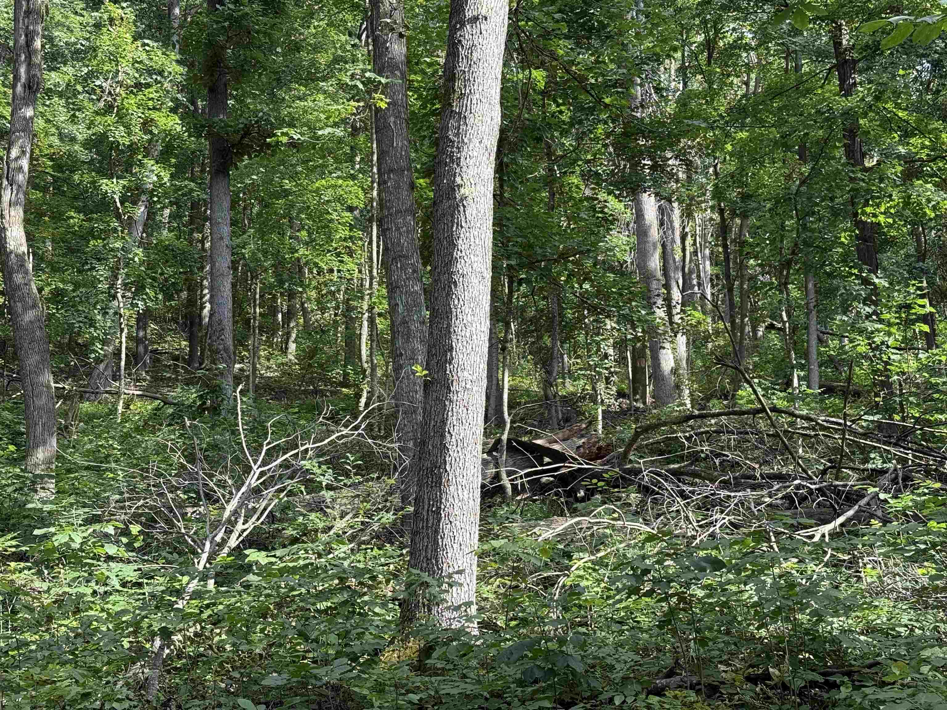 198-acres Runions Creek Road Broadway, VA 22815 - Photo 31 of 60 a view of outdoor space and garden