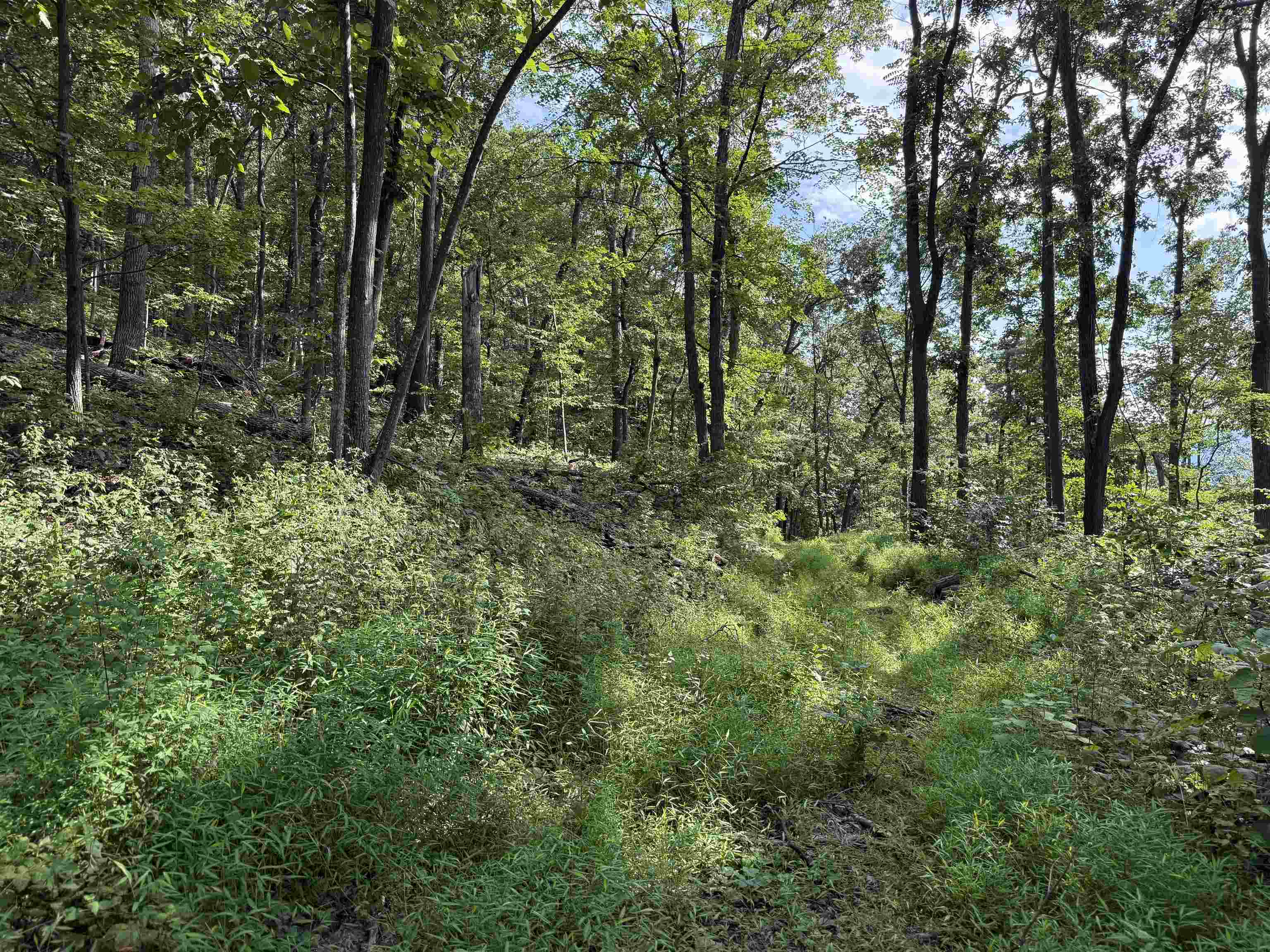 198-acres Runions Creek Road Broadway, VA 22815 - Photo 32 of 60 a view of a forest with trees