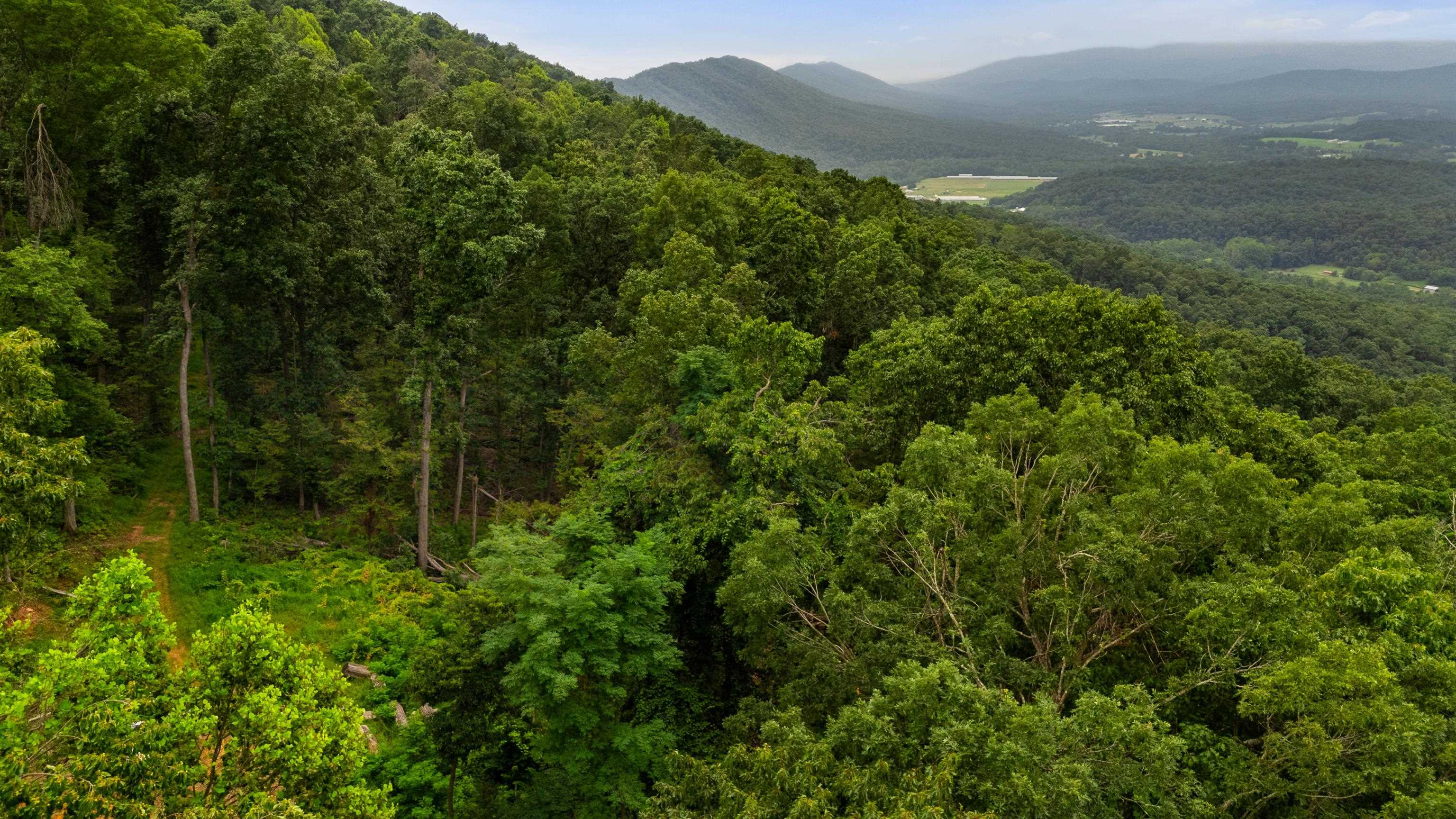 198-acres Runions Creek Road Broadway, VA 22815 - Photo 35 of 60 a view of a lush green forest with trees and some houses