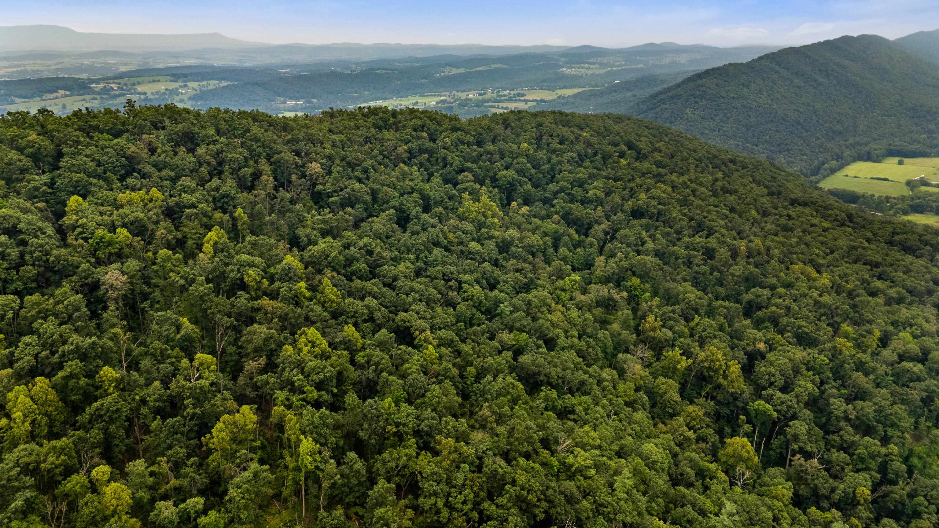 198-acres Runions Creek Road Broadway, VA 22815 - Photo 41 of 60 a view of a lush green forest with a houses