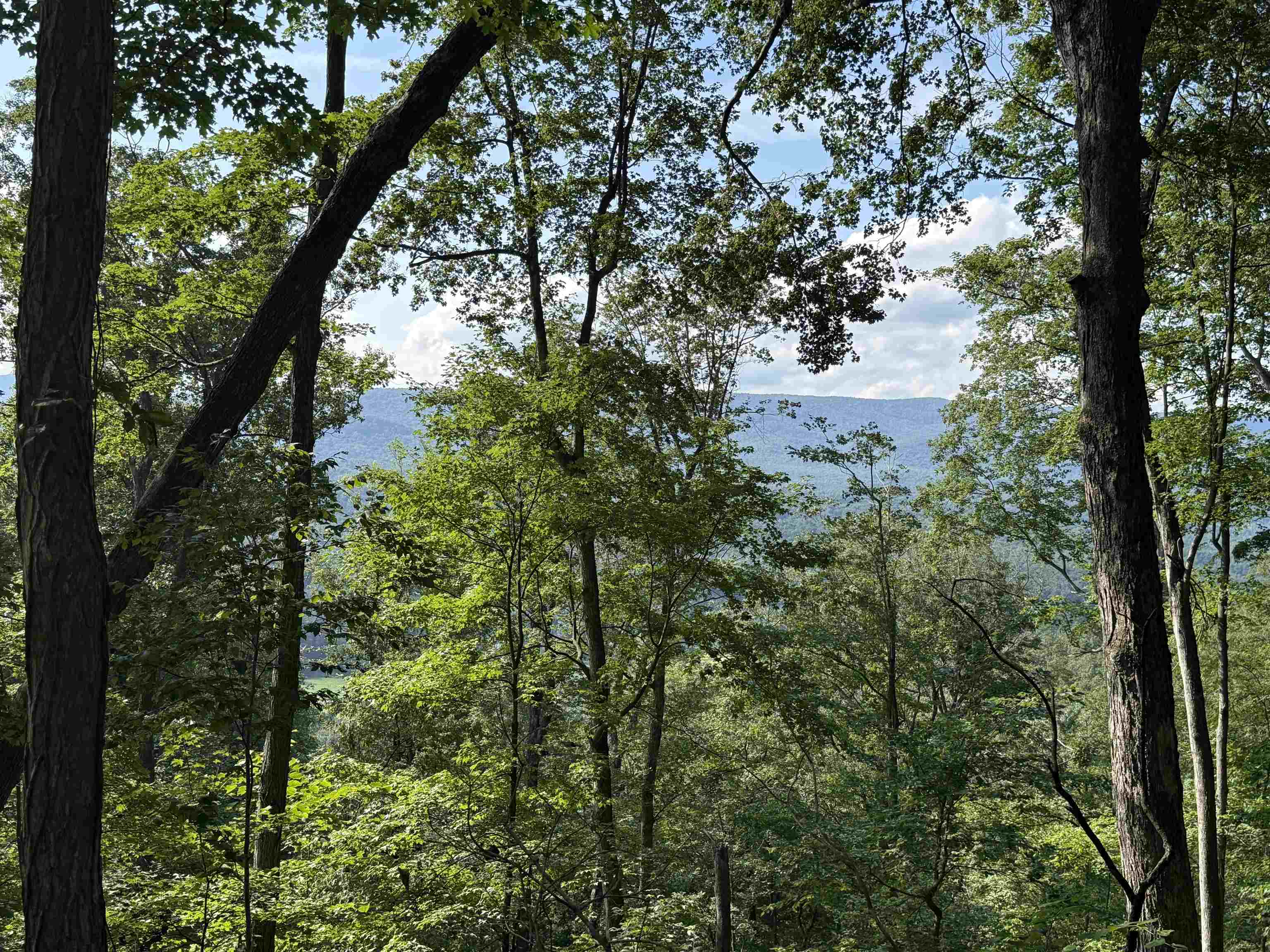 198-acres Runions Creek Road Broadway, VA 22815 - Photo 5 of 60
