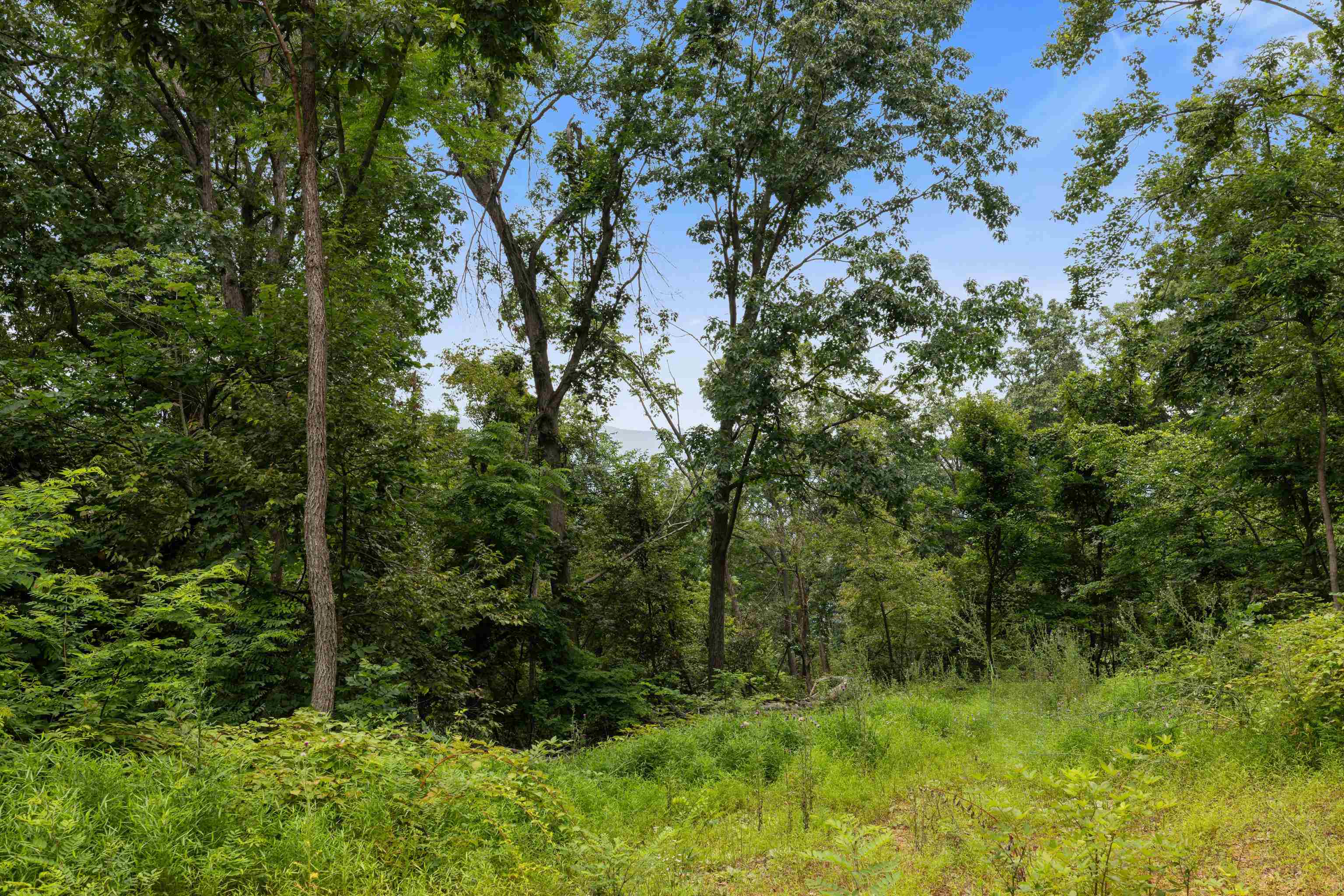 198-acres Runions Creek Road Broadway, VA 22815 - Photo 53 of 60 a view of a forest