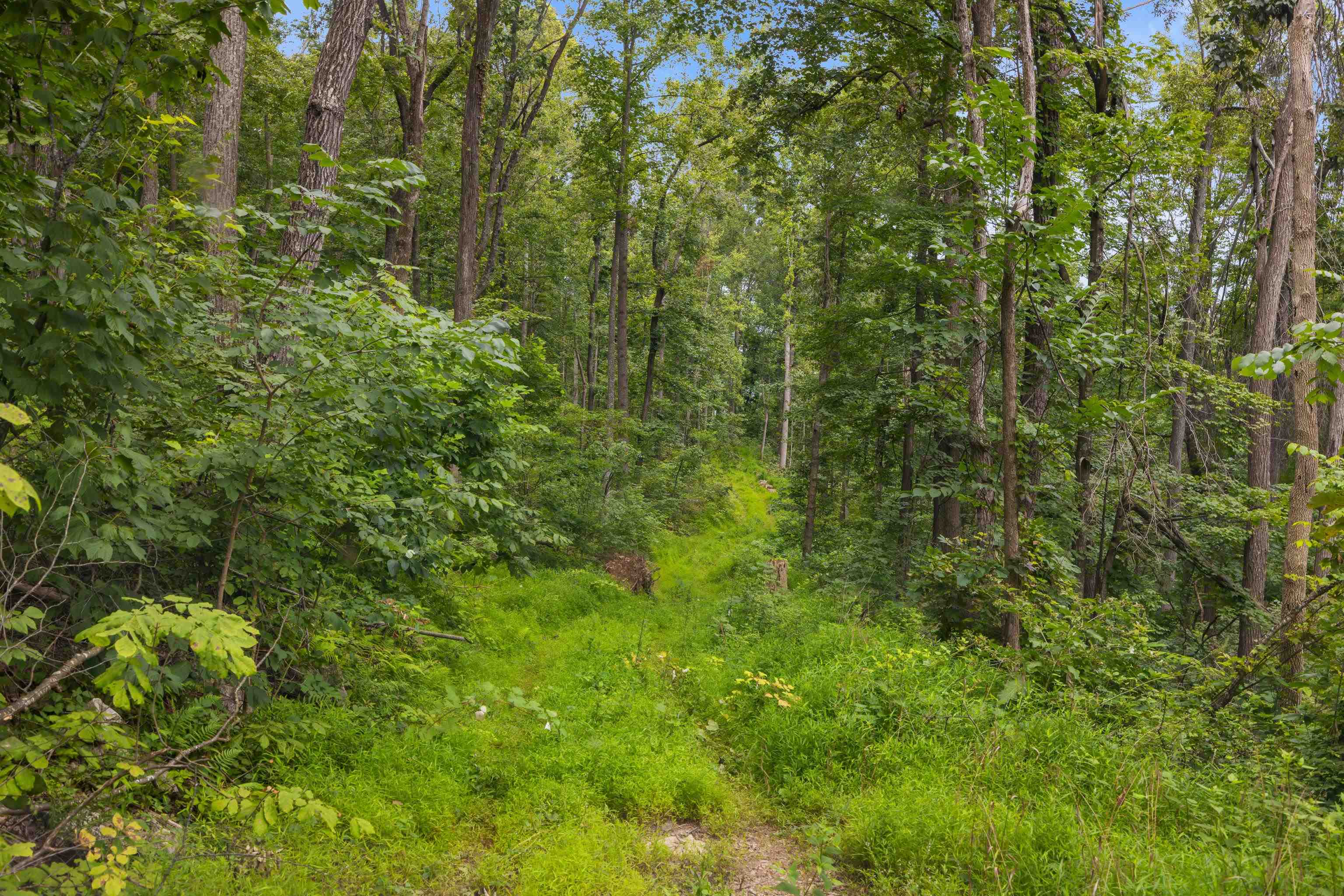 198-acres Runions Creek Road Broadway, VA 22815 - Photo 54 of 60 a view of a lush green forest