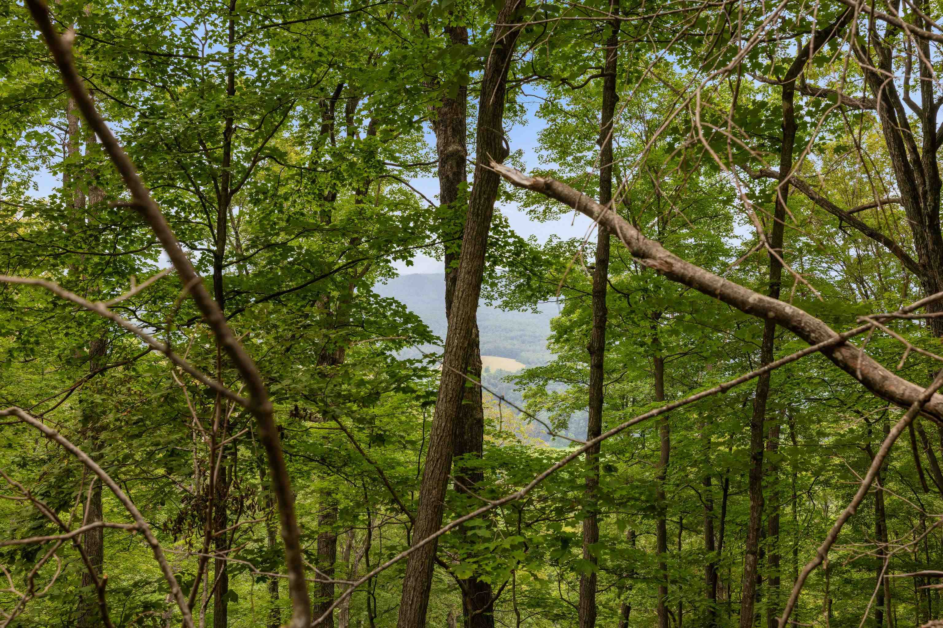 198-acres Runions Creek Road Broadway, VA 22815 - Photo 55 of 60 a view of tree