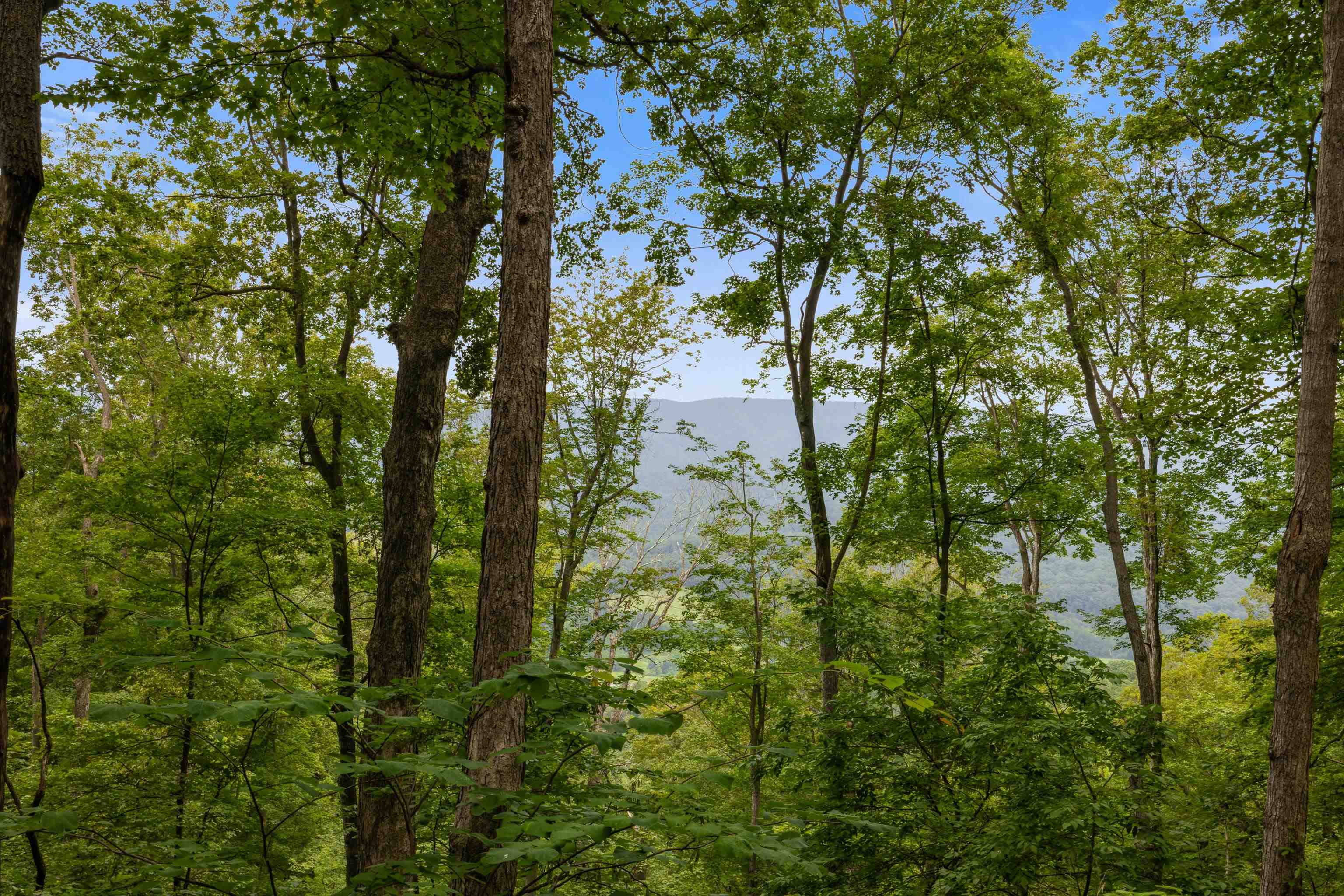 198-acres Runions Creek Road Broadway, VA 22815 - Photo 56 of 60