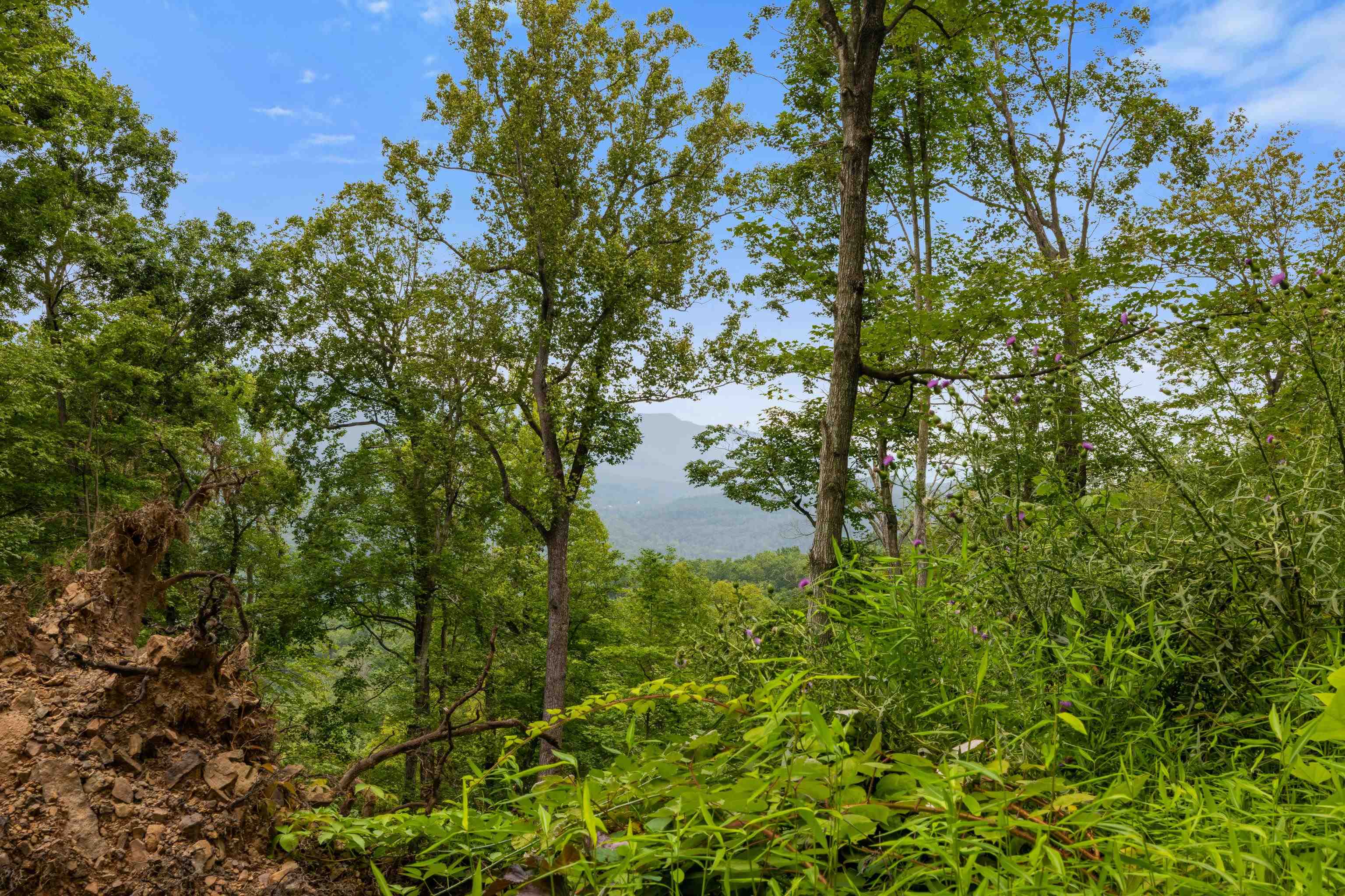 198-acres Runions Creek Road Broadway, VA 22815 - Photo 58 of 60 a view of a yard