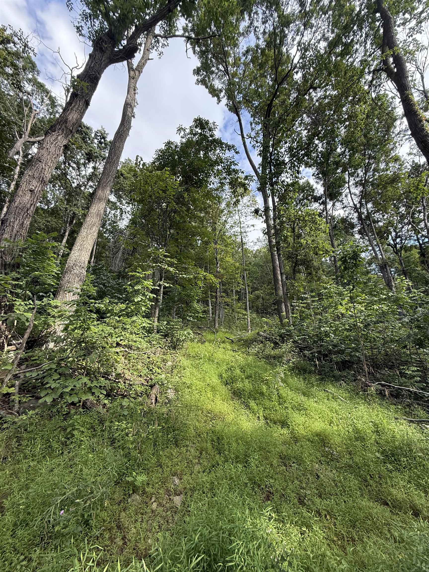 198-acres Runions Creek Road Broadway, VA 22815 - Photo 60 of 60 a backyard of a house with lots of green space