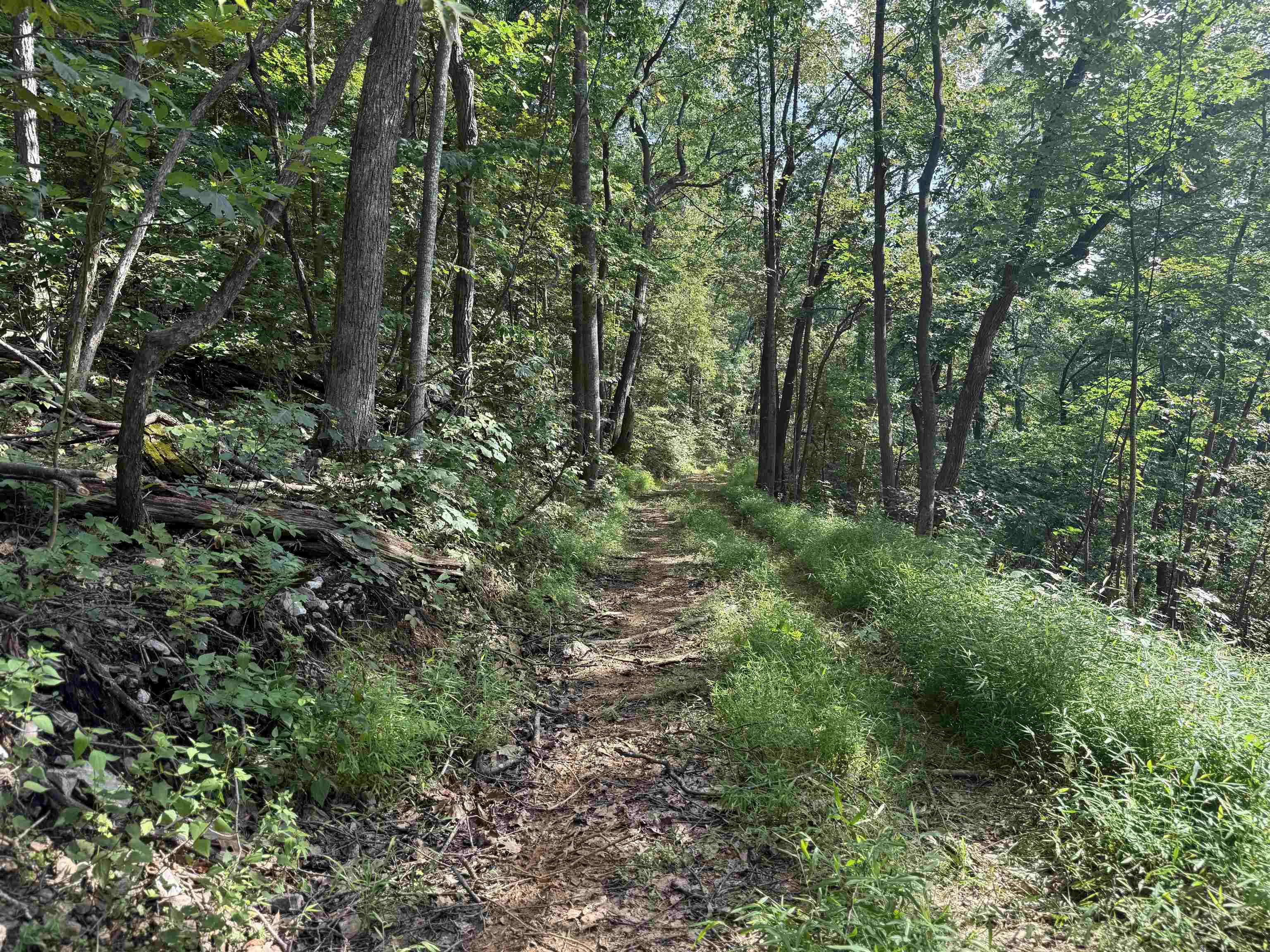 198-acres Runions Creek Road Broadway, VA 22815 - Photo 8 of 60 a view of a lush green forest