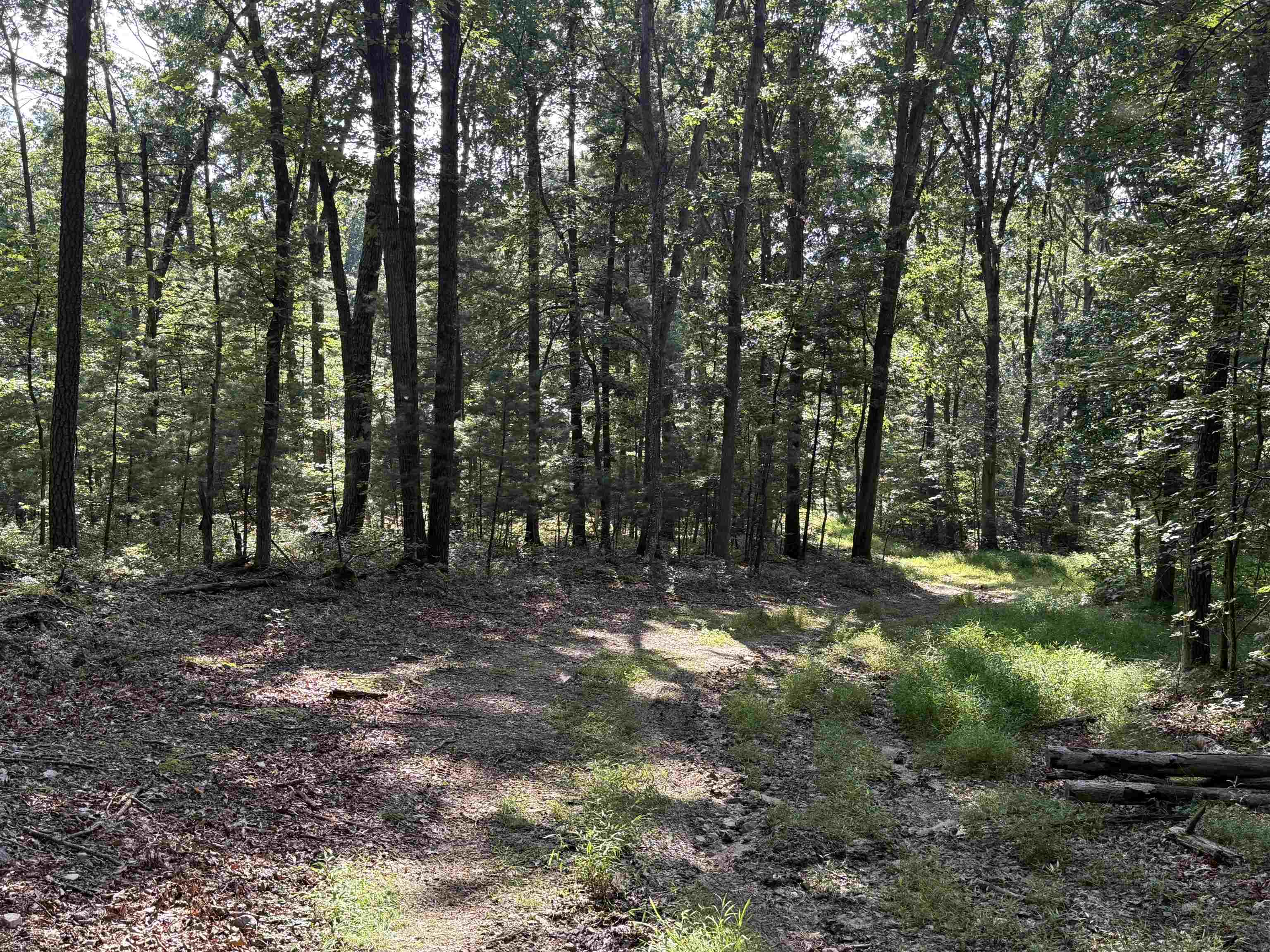 198-acres Runions Creek Road Broadway, VA 22815 - Photo 9 of 60 a view of a forest with trees