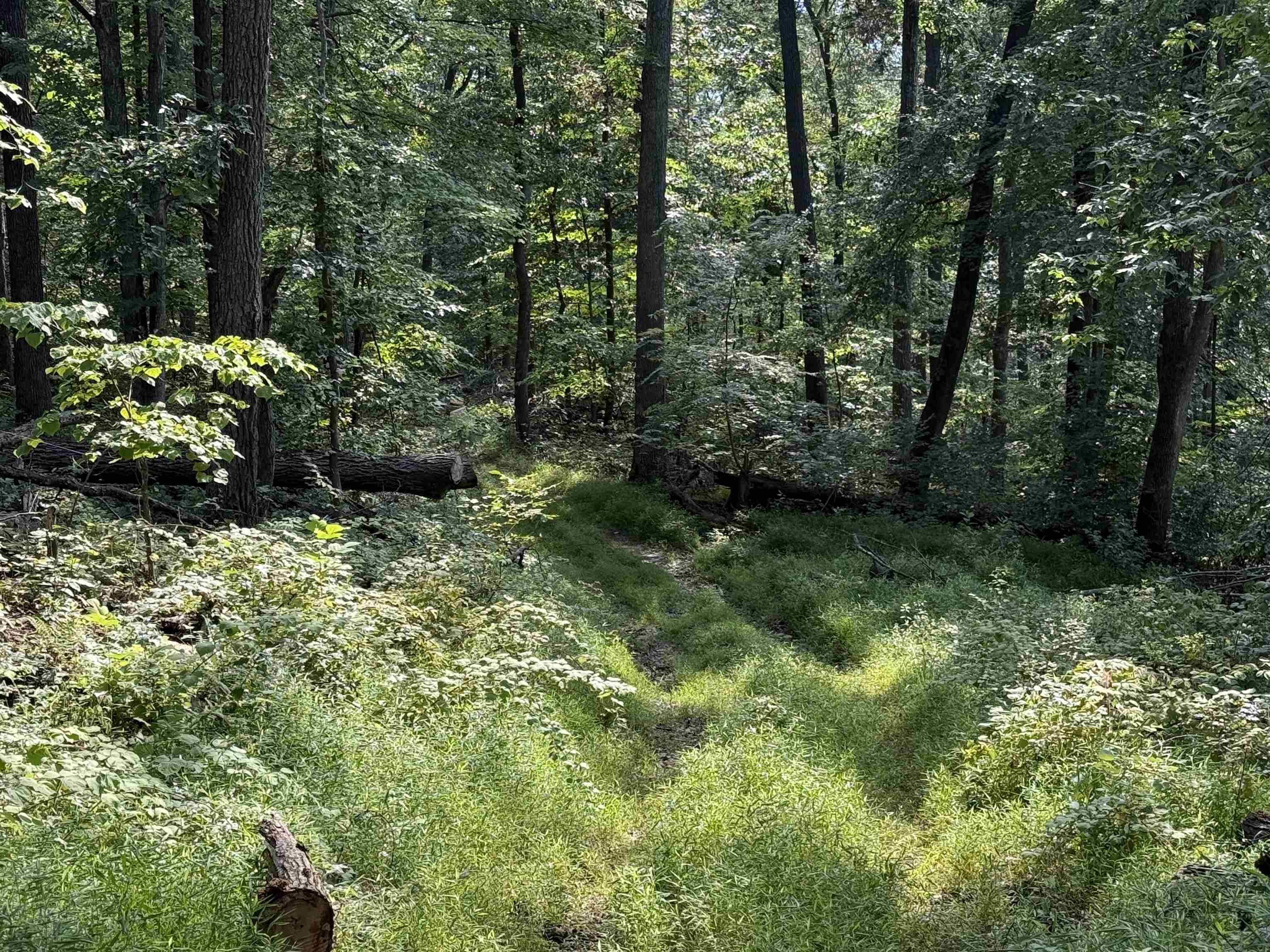 198-acres Runions Creek Road Broadway, VA 22815 - Photo 10 of 60