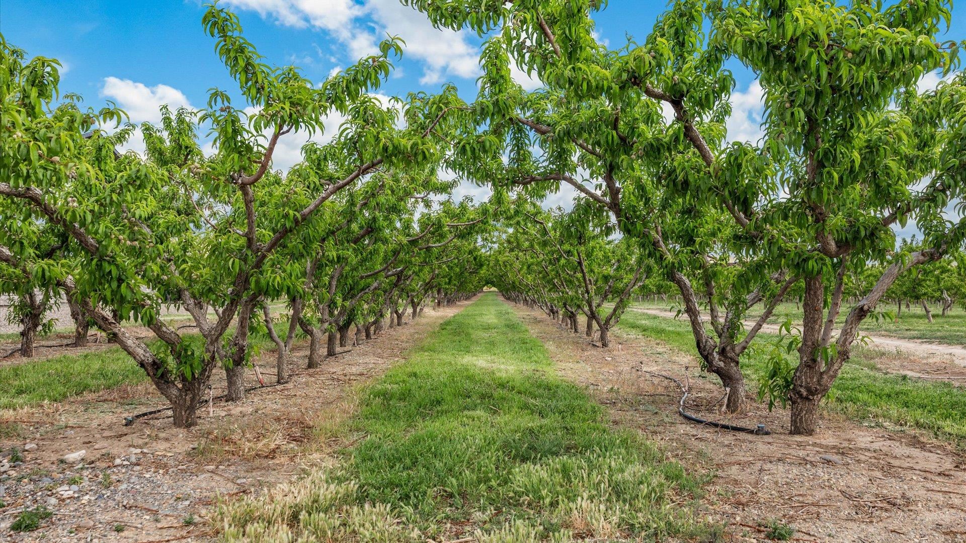 3633 F Road Palisade, CO 81526 - Photo 7 of 42