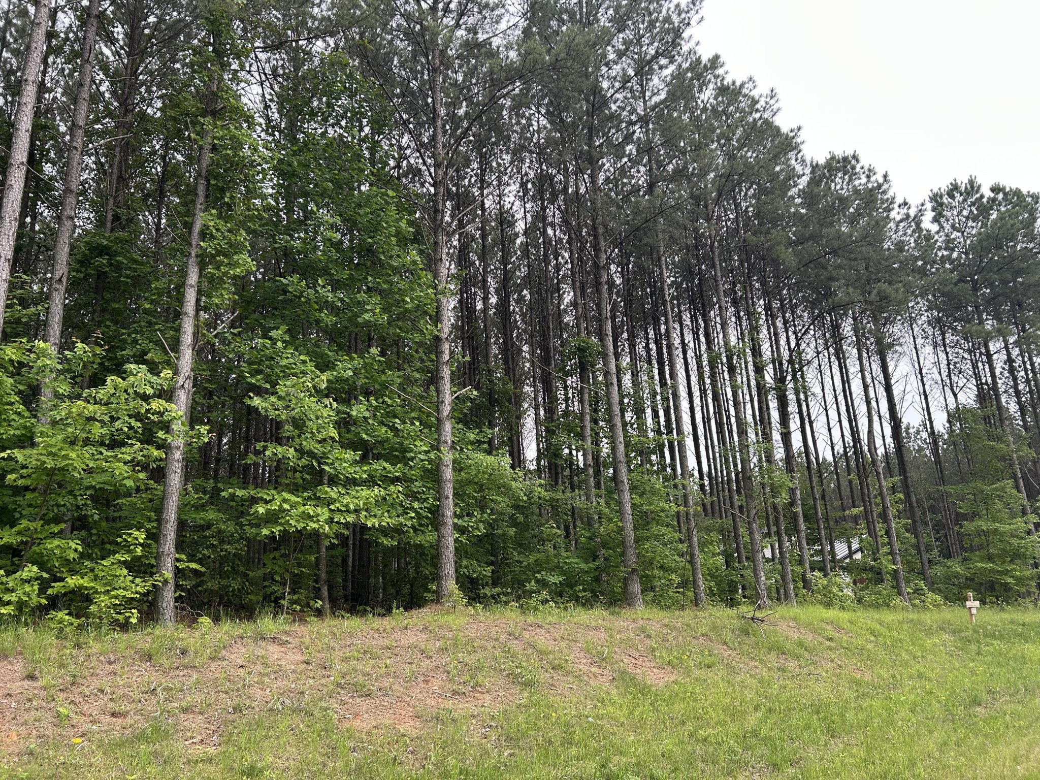 1771 Crockett Point Jasper, TN 37347 - Photo 3 of 40 a view of outdoor space with trees all around