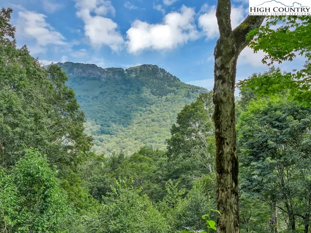 a view of a yard with plants and trees