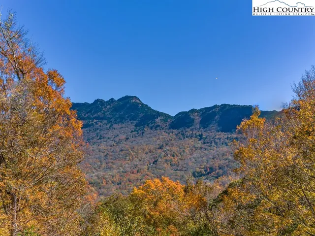 a view of a bunch of trees and bushes