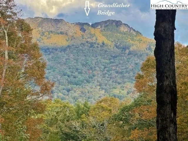 a view of a tree with a yard