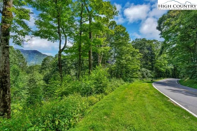 a view of a forest with trees